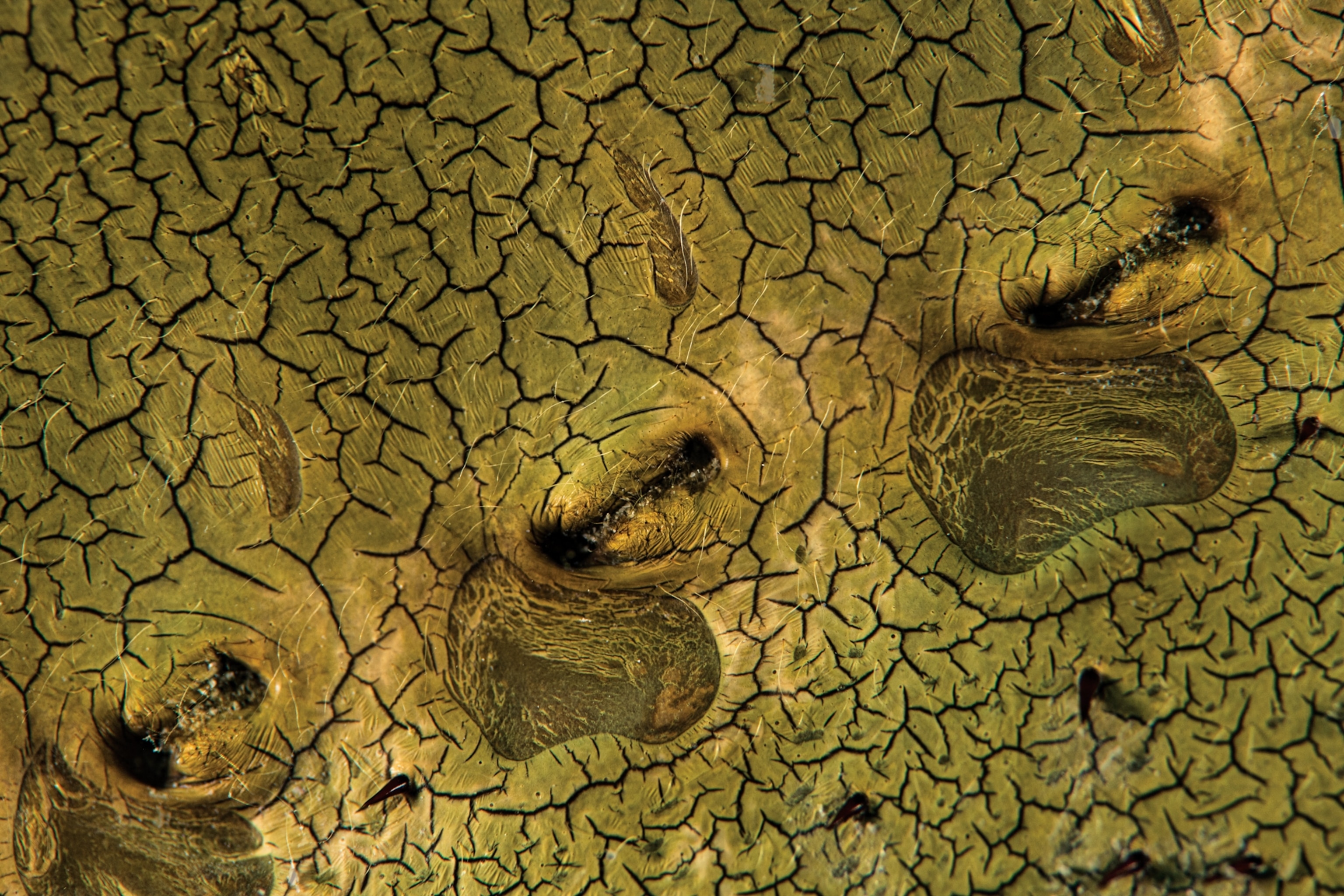 Picture of the topside of a horseshoe crab's abdomen.