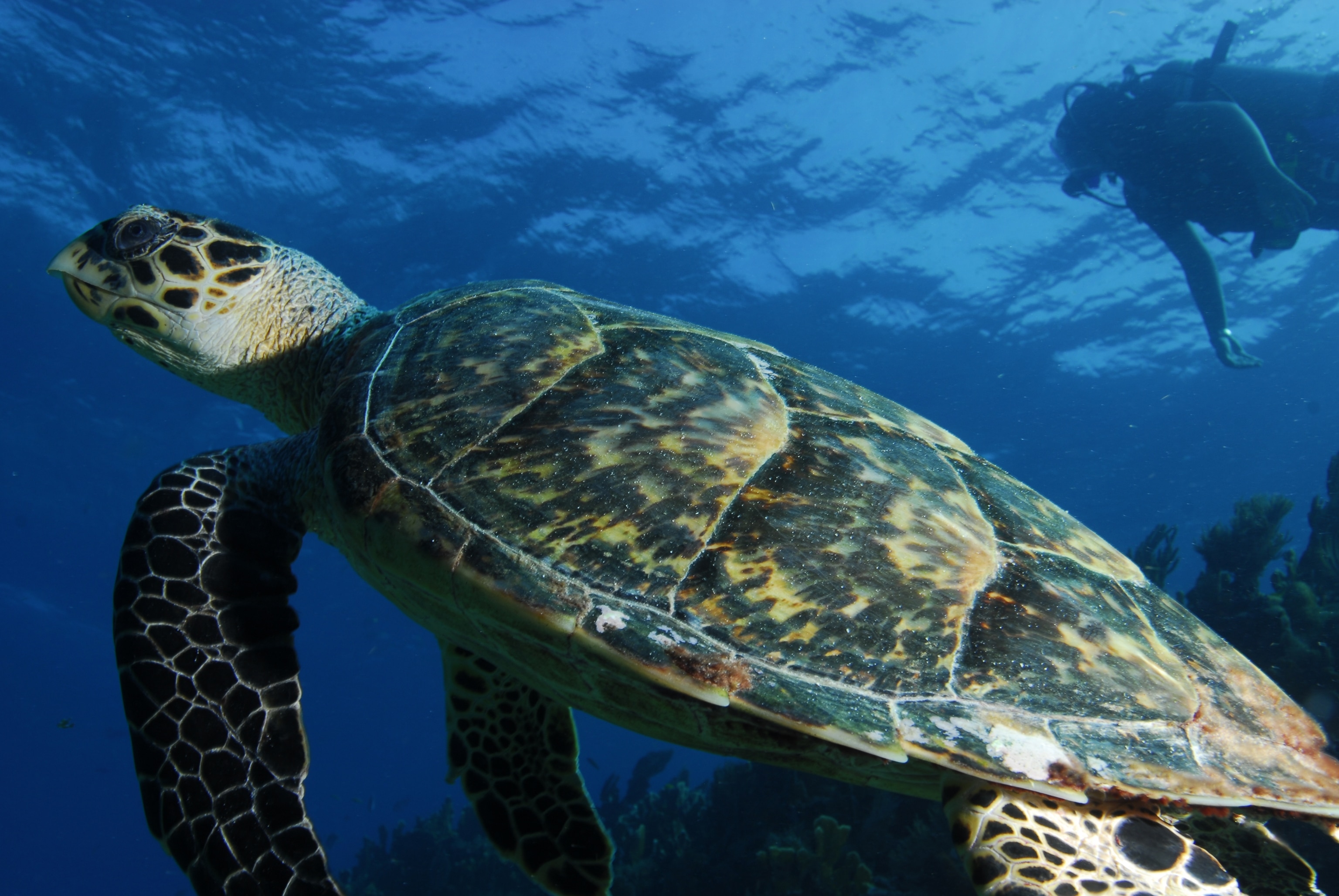 A diver underwater near a hawksbill turtle