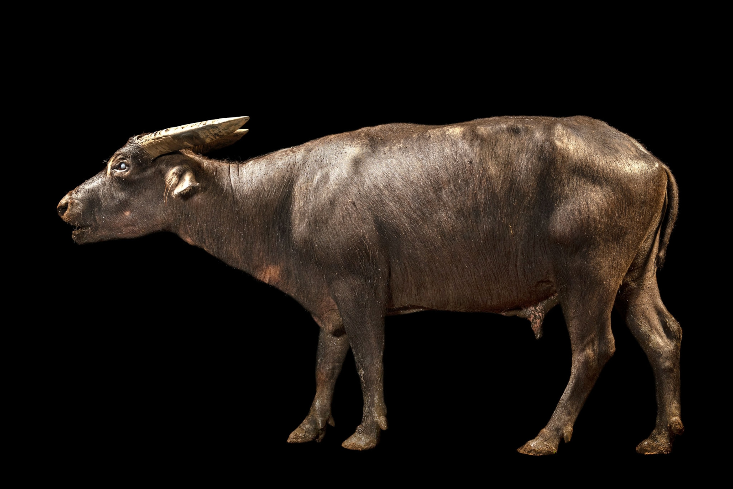 Picture of buffalo