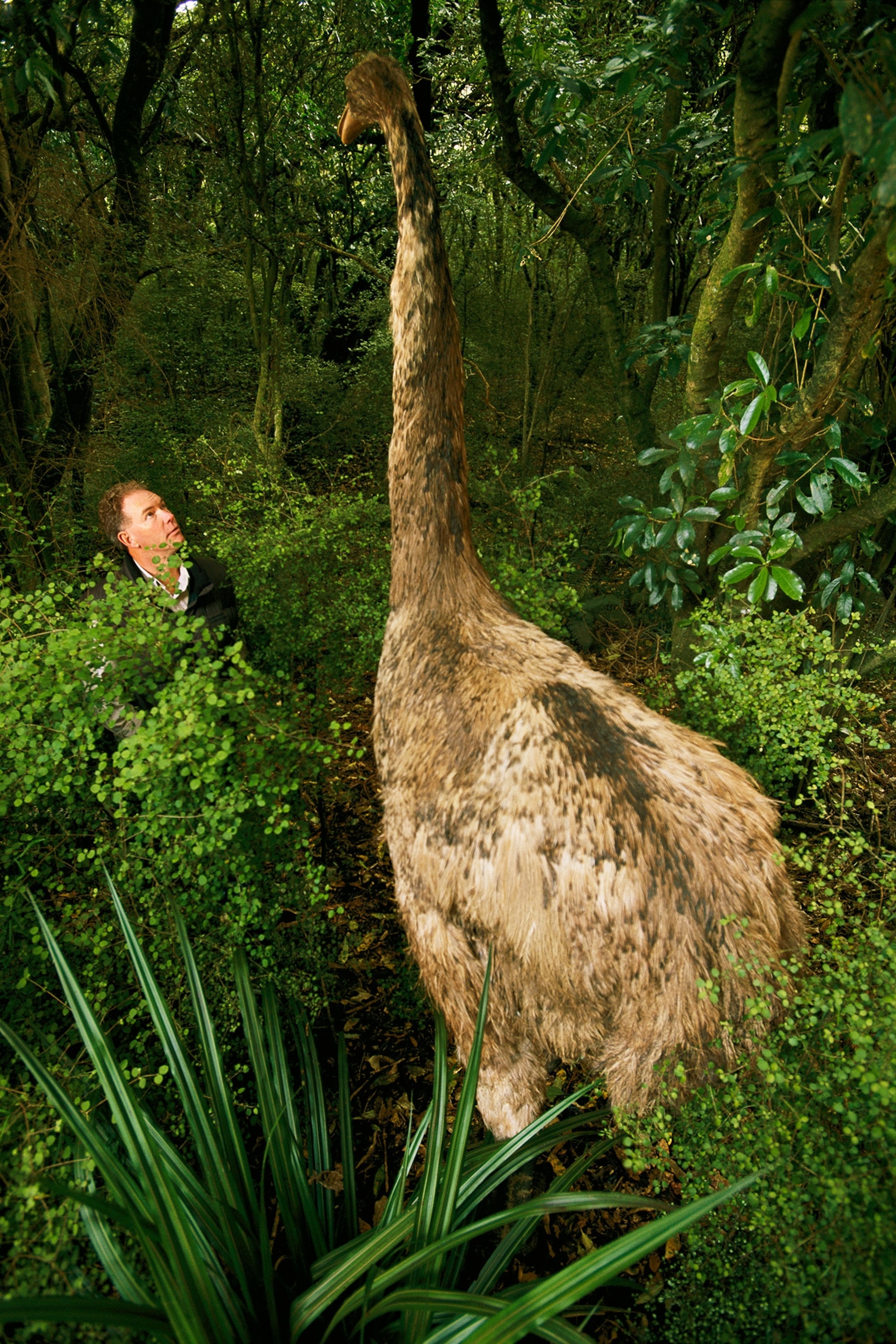 an extinct giant moa reconstruction