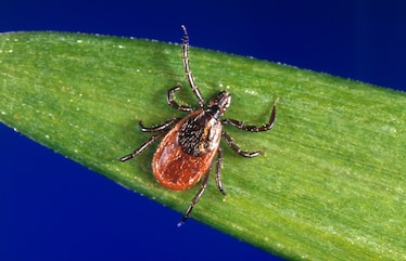 a deer tick