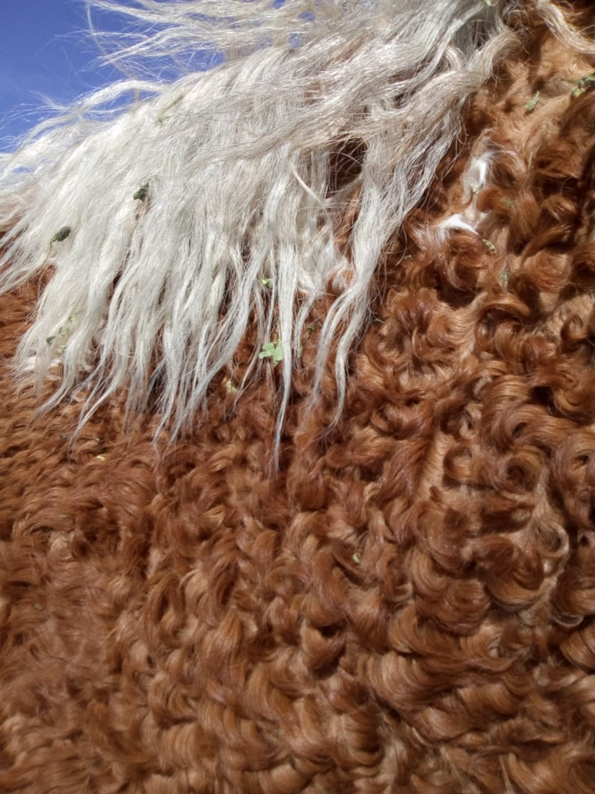 A close up of an Argentine Criollo horse's curly brown coat and white mane.