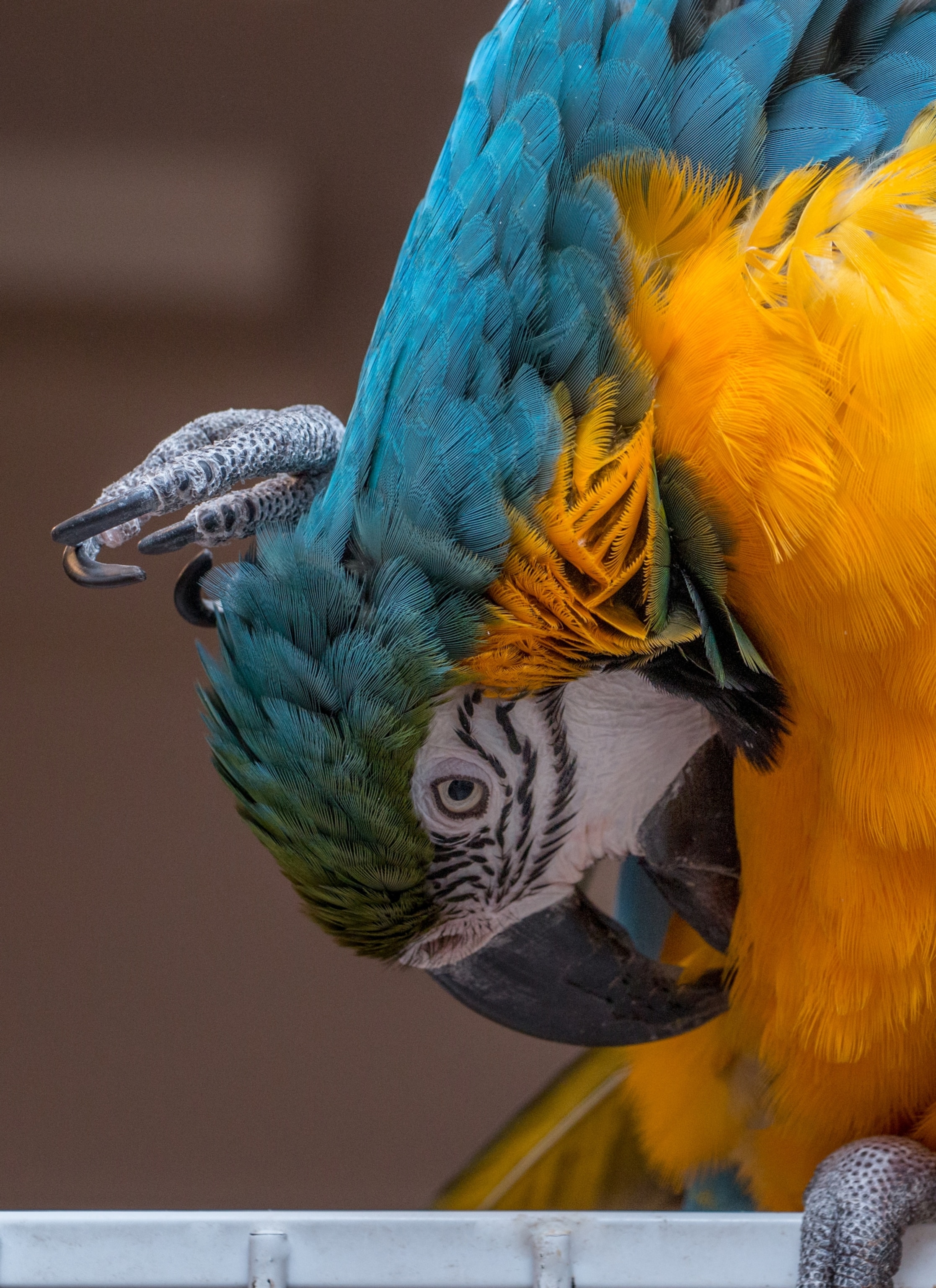 animals scratching