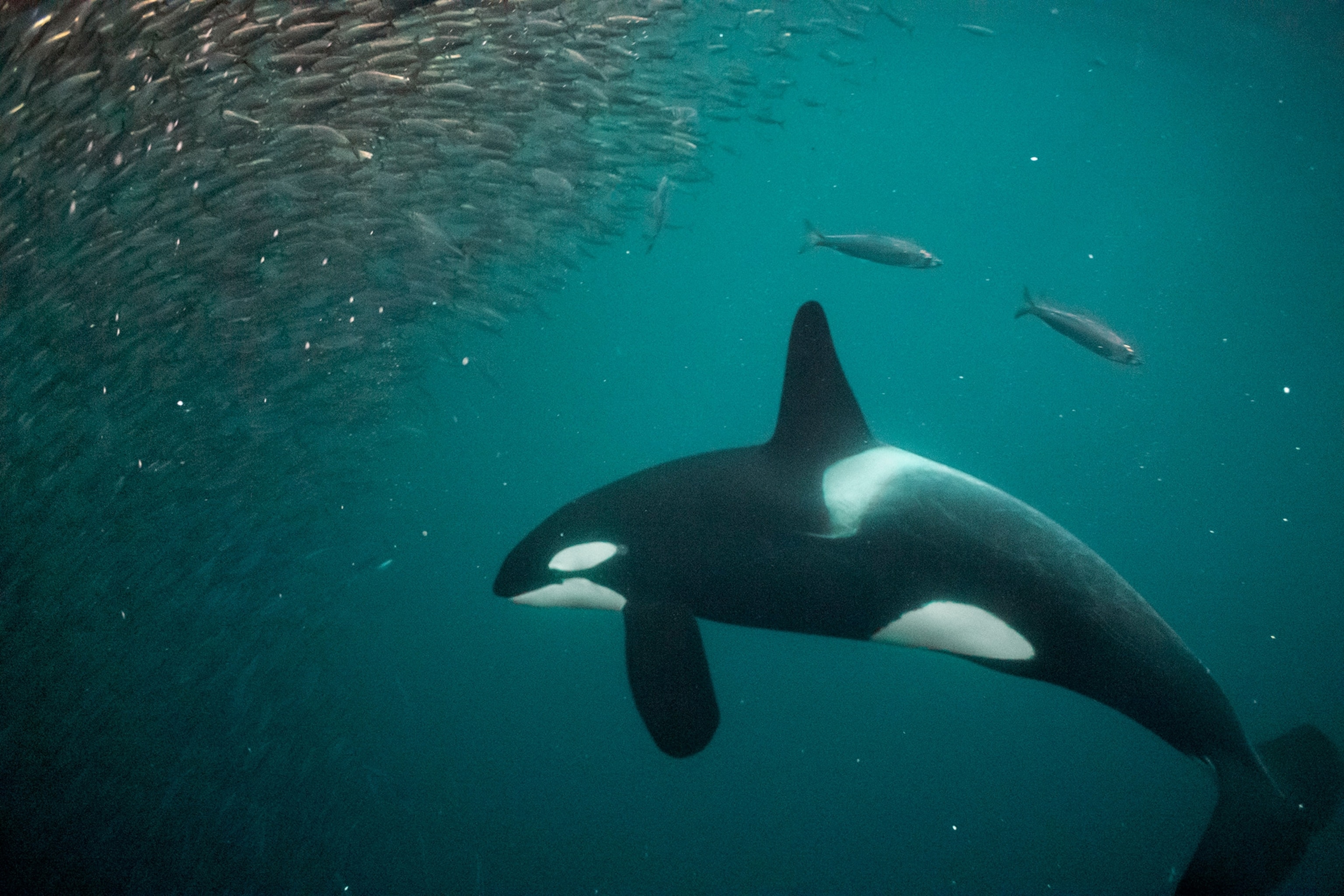 A mass of fish swim as an orca swims.
