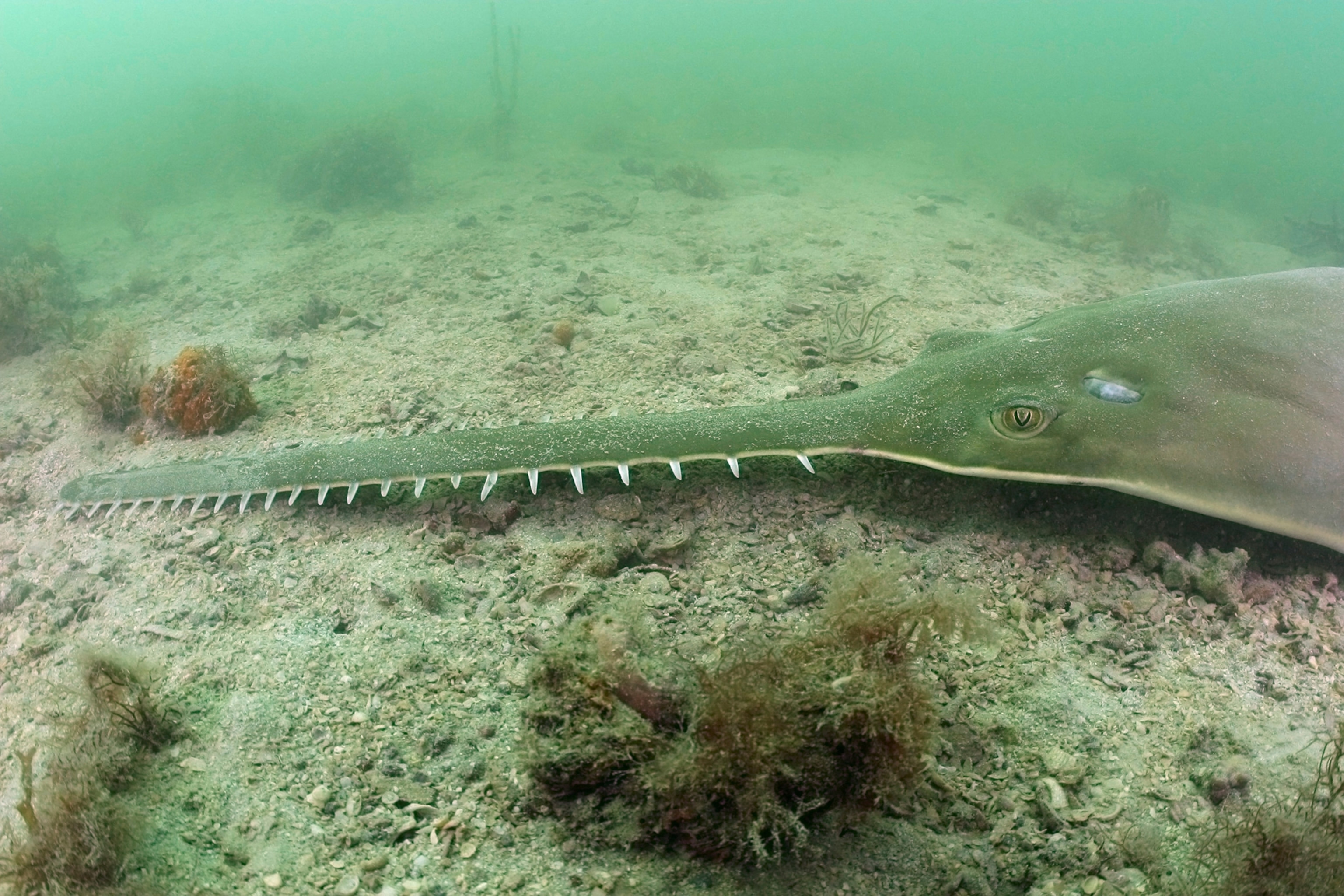 a small tooth sawfish