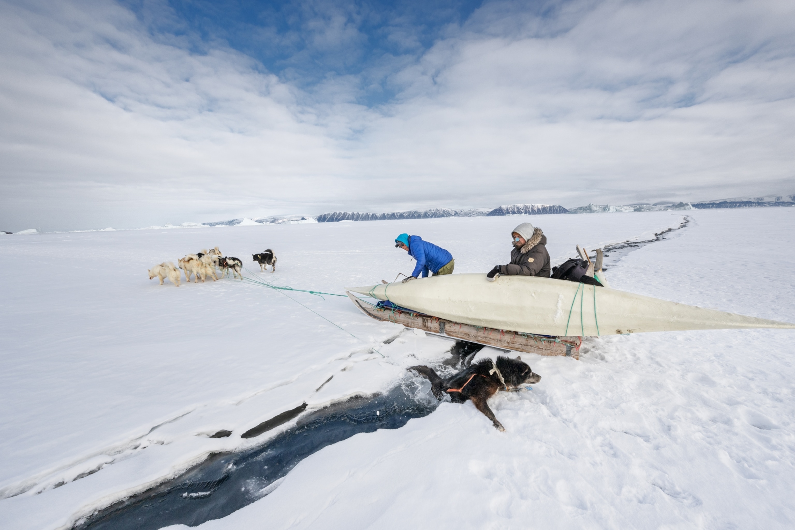 A dog- part of a pack pulling a kayak with two people in the back of the frame- is pulling itself out of an ice crack.