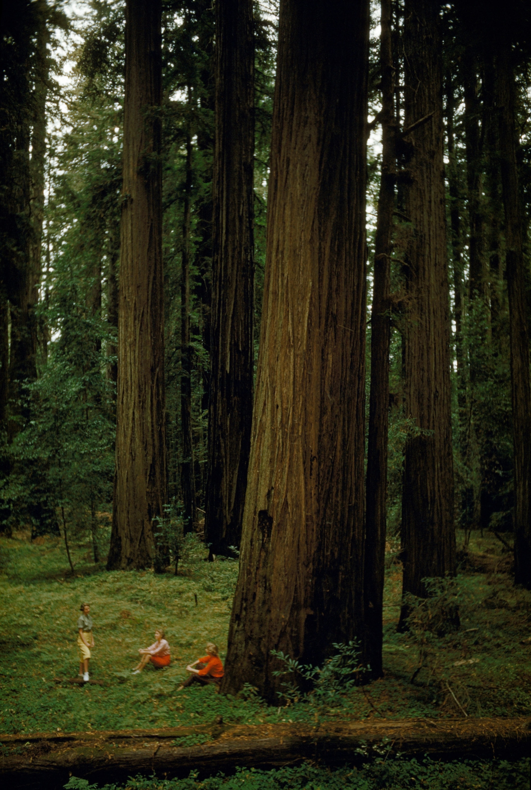 redwood trees in California