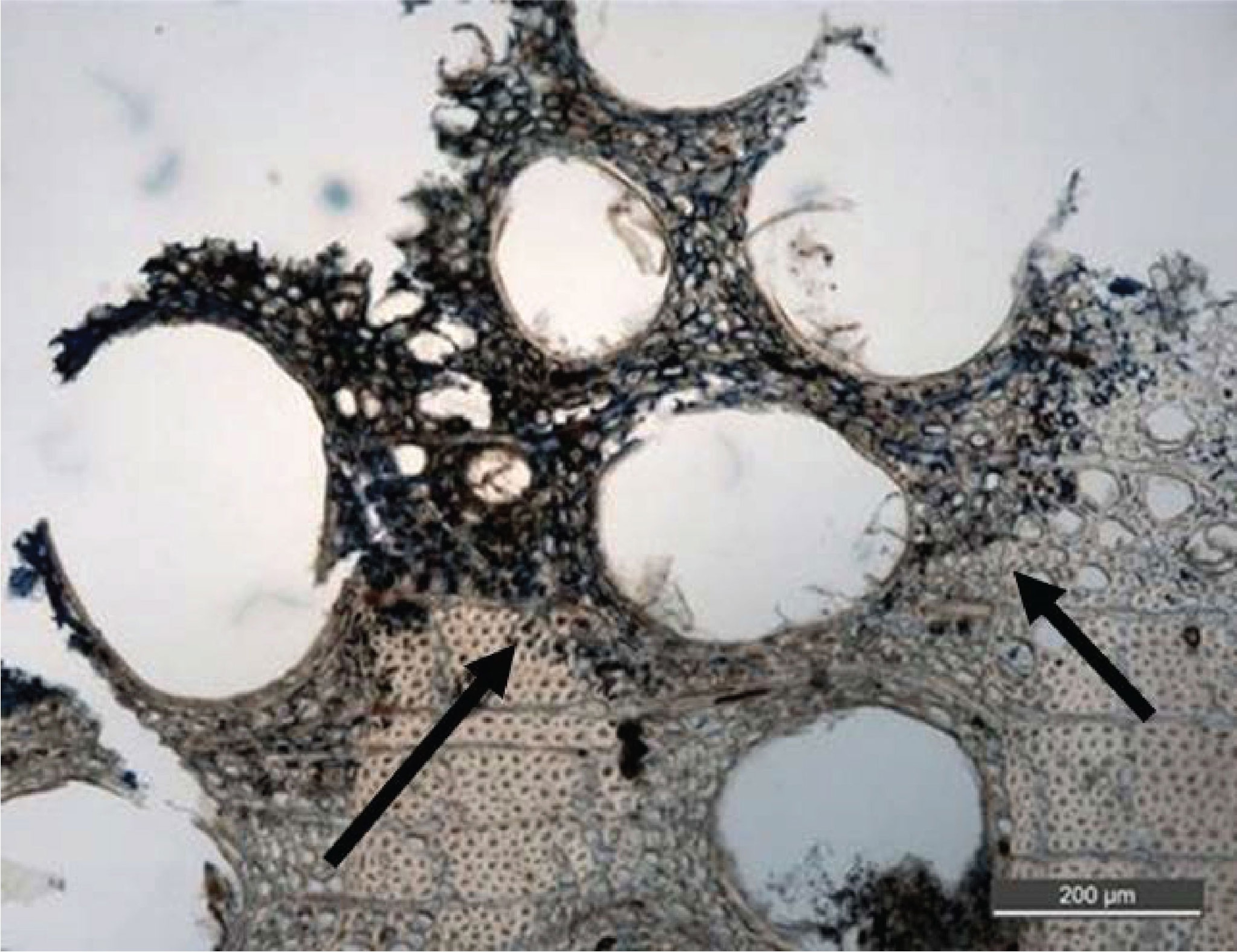 fungal decay in the wood of the viking ship