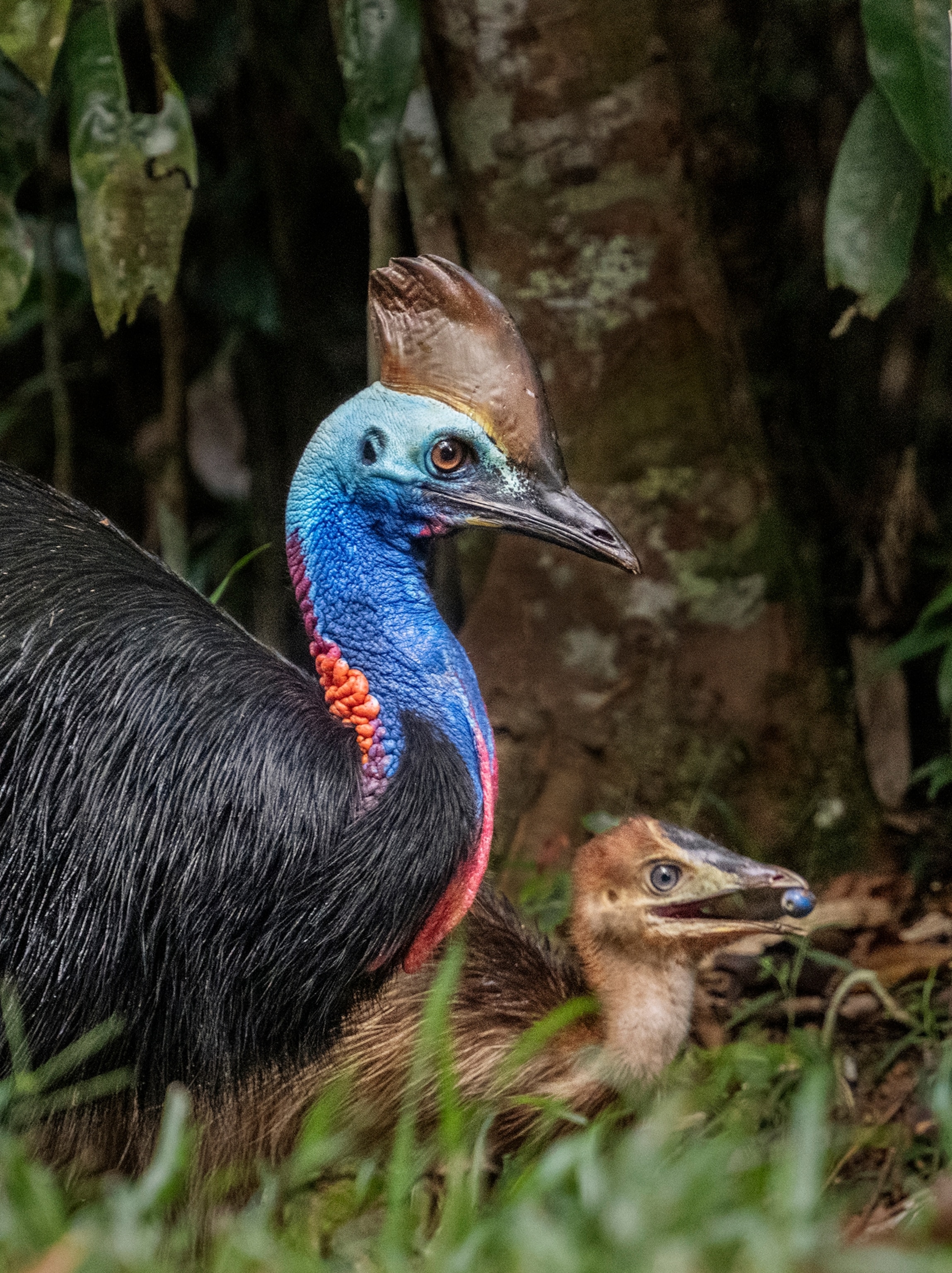 A close up of an adult and a baby cassowary