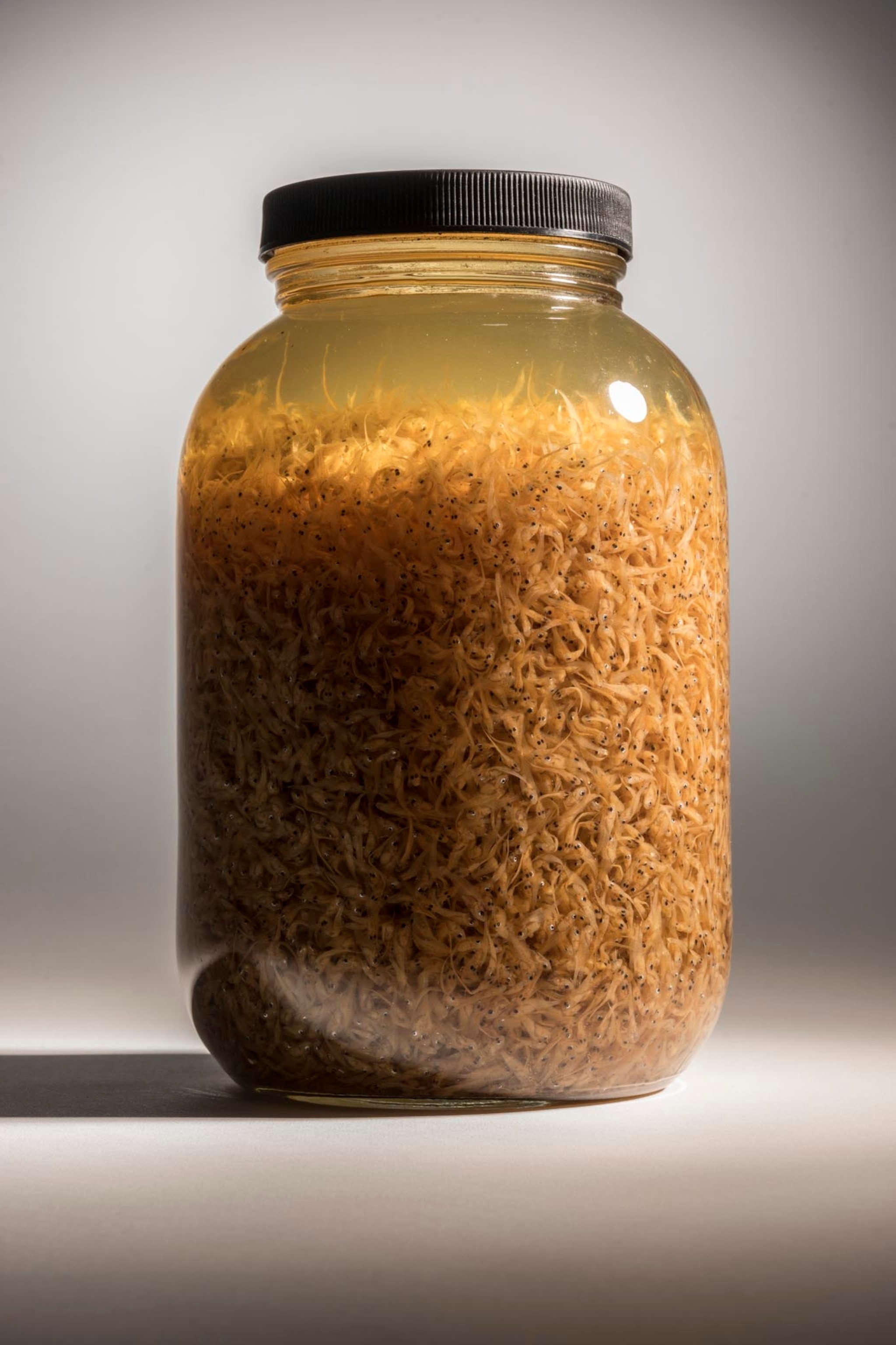 spot croakers in a jar