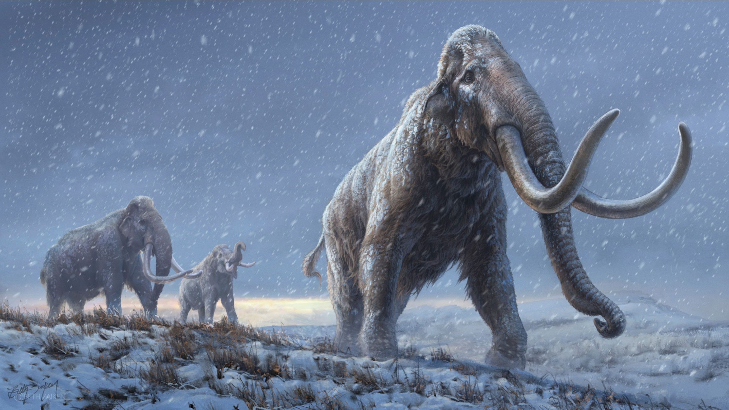 mammoths
