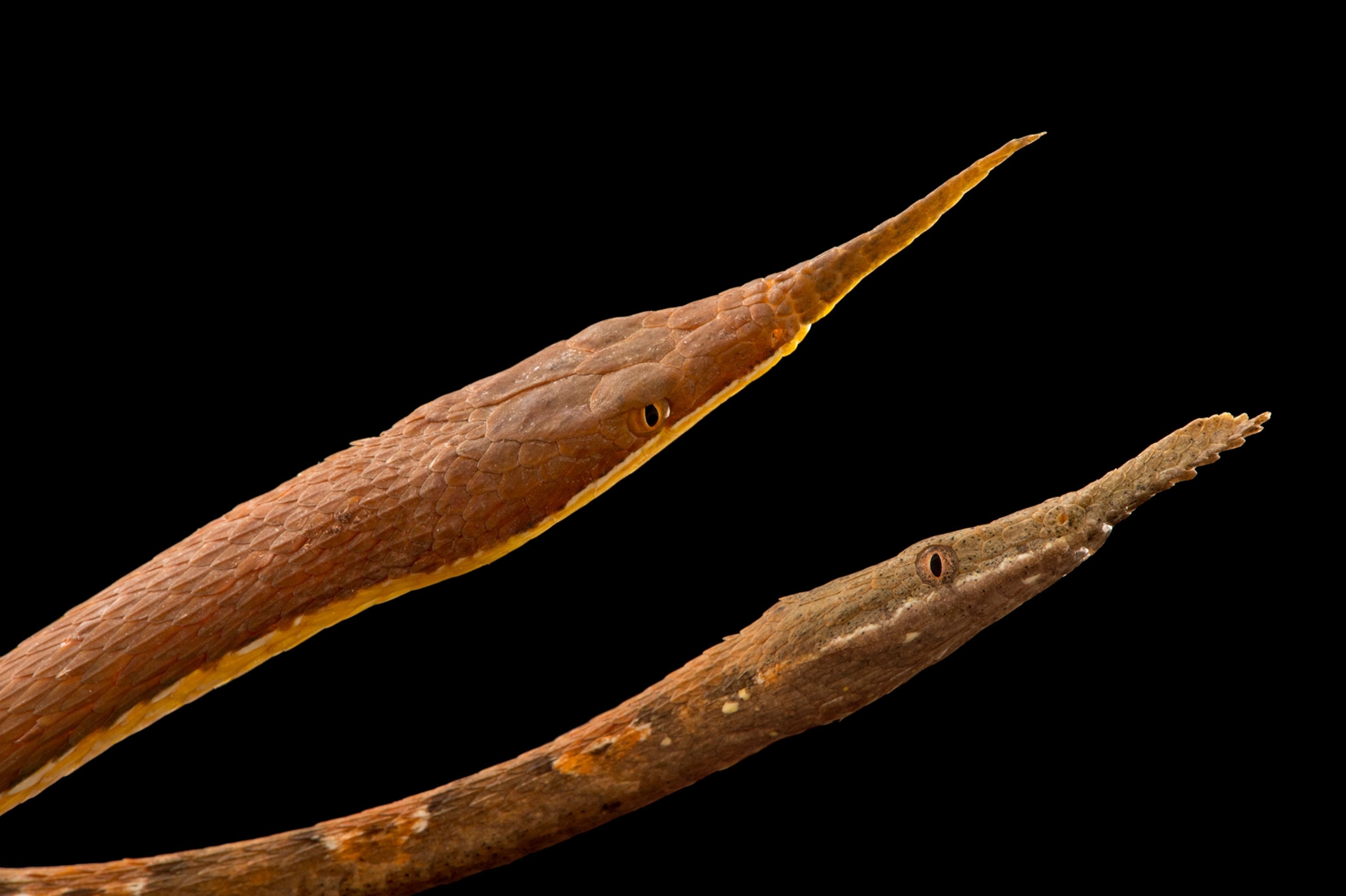 snake