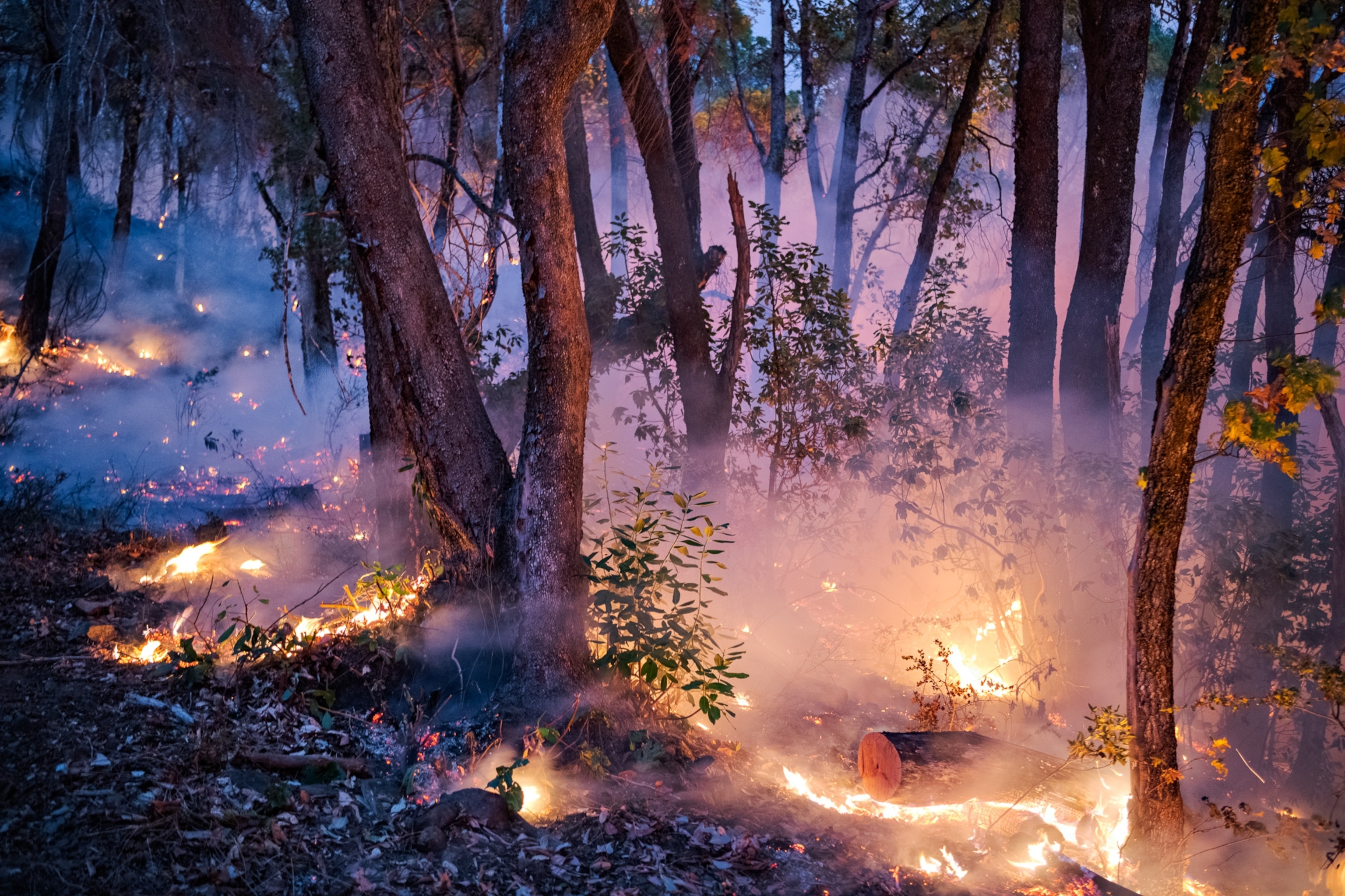 Flames burn in a forest.