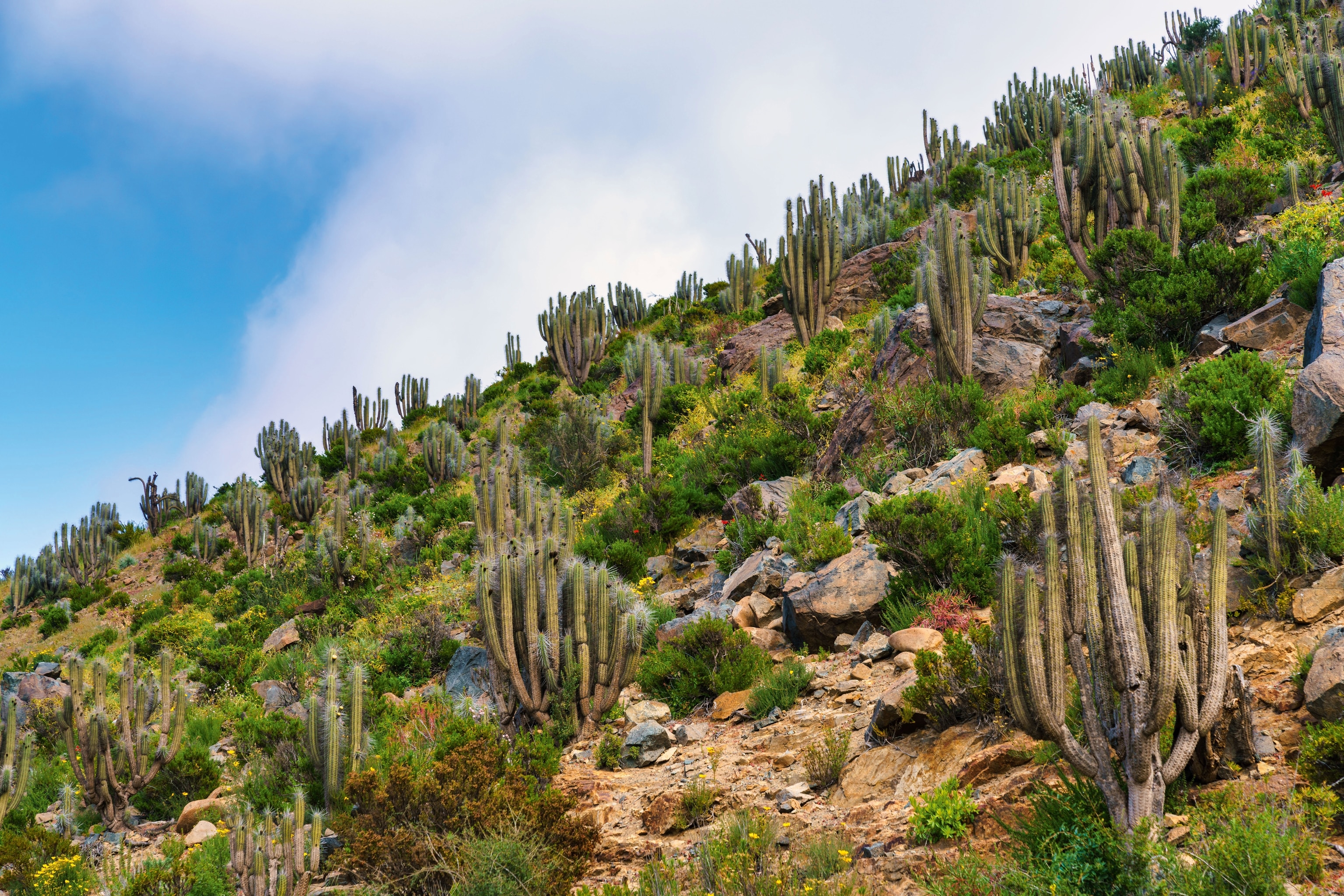 A view of a flowering desert with cacti and yellow flowers