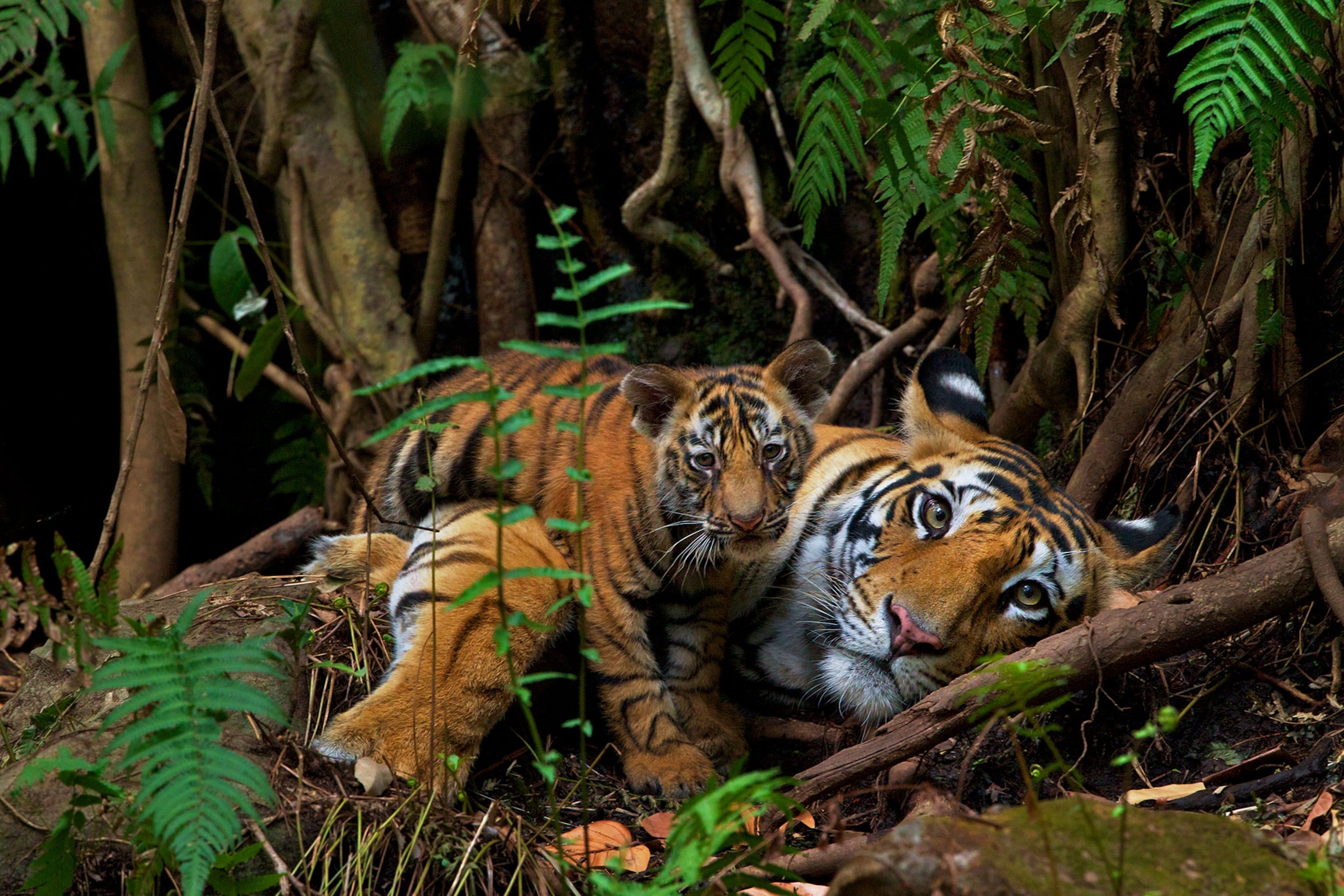 a tiger