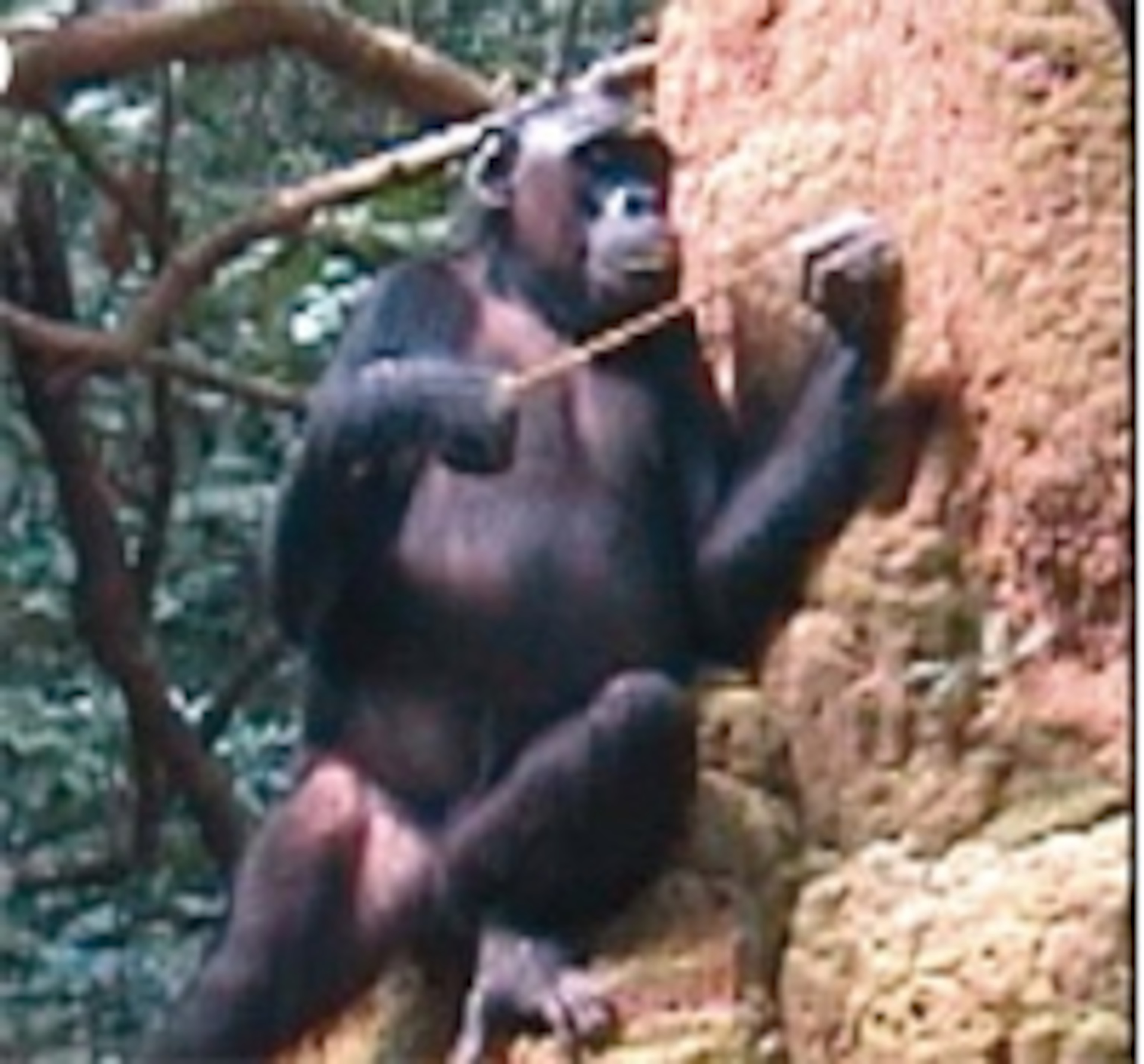 Chimpfishing.jpg