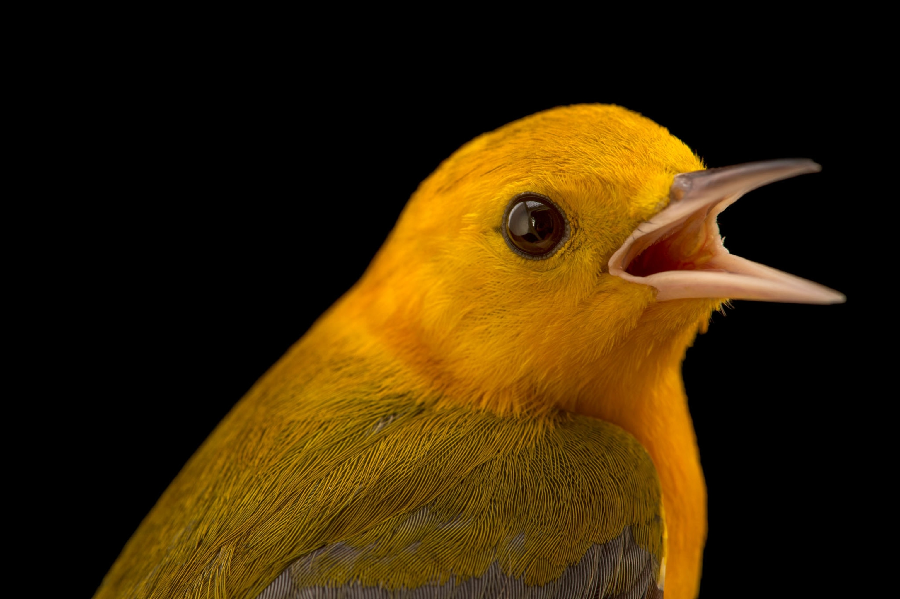 a yellow prothonotary warbler with it's beak open on a black background