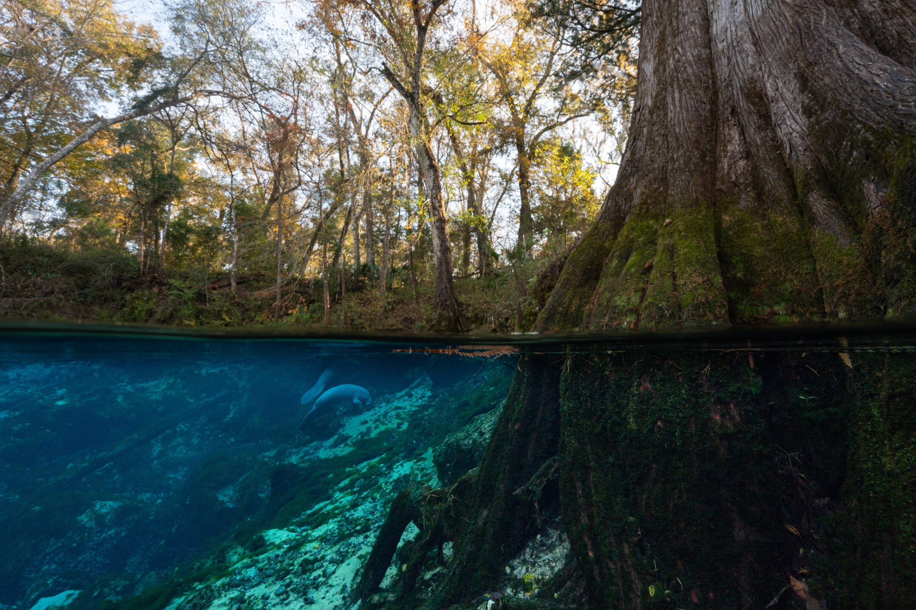 A manatee under water next to a tree