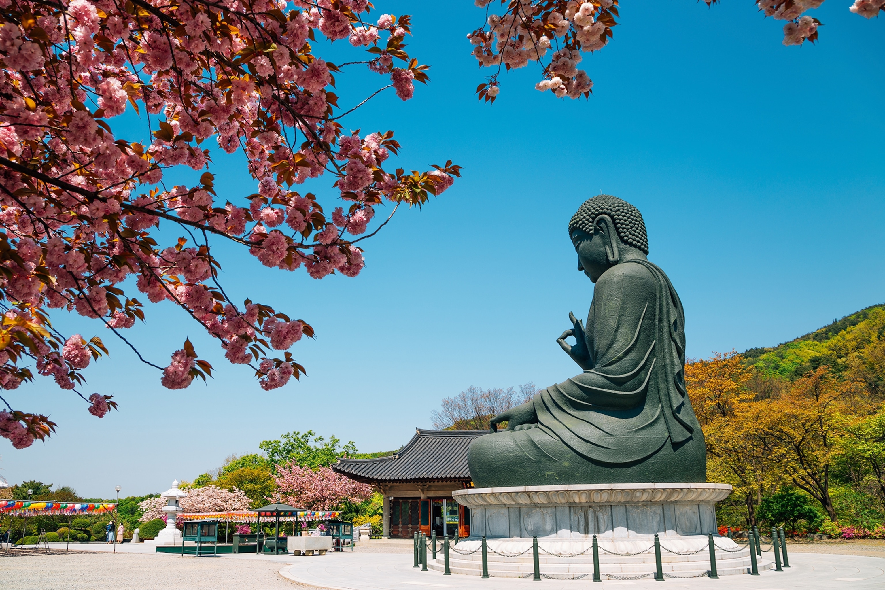 A giant budda statue overlooking the wide grounds of a temple, bordered by green hills and cherry trees.