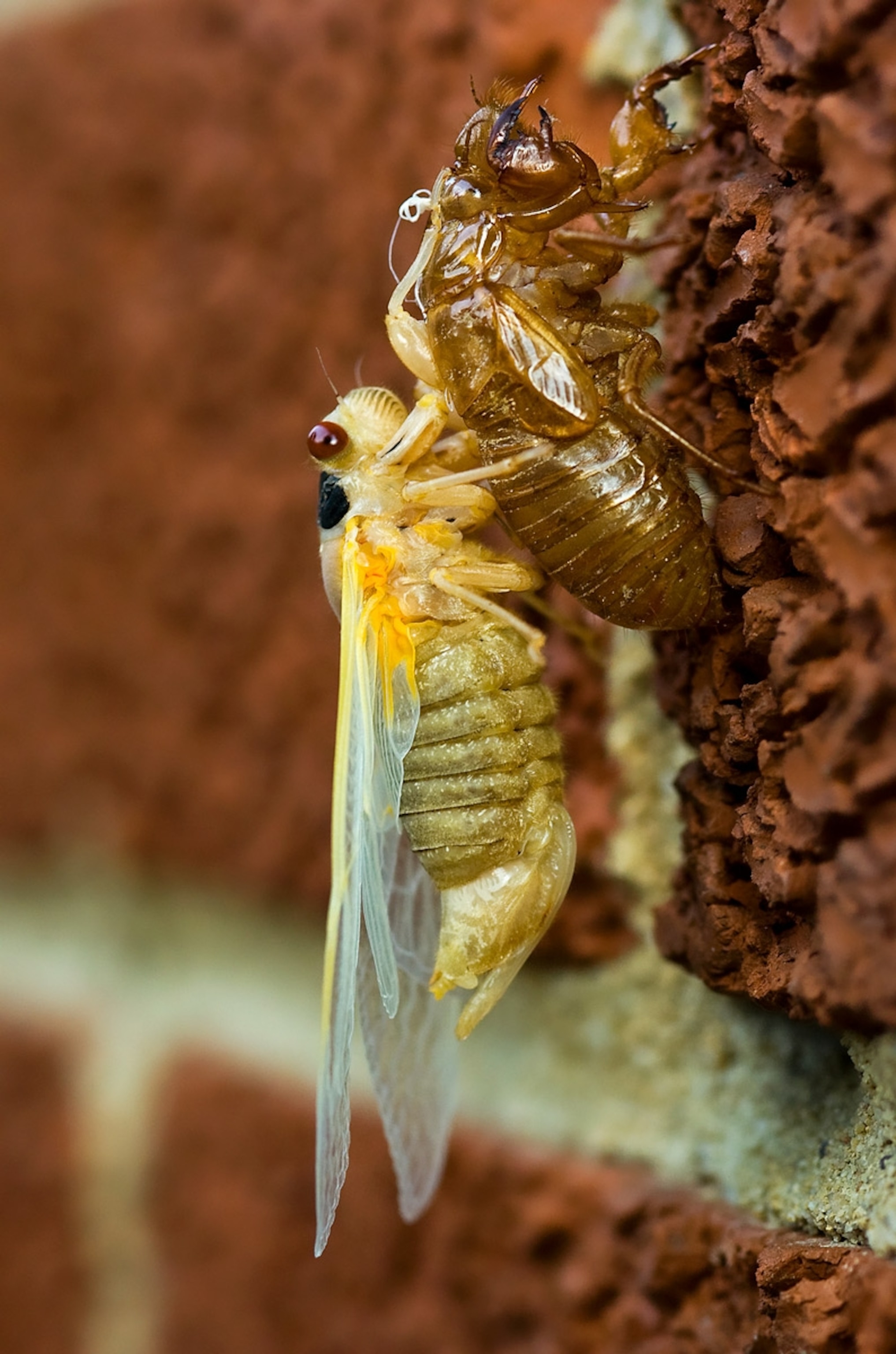 Cicada (Brood X) - Nymph shedding it's skin on a brick wall.