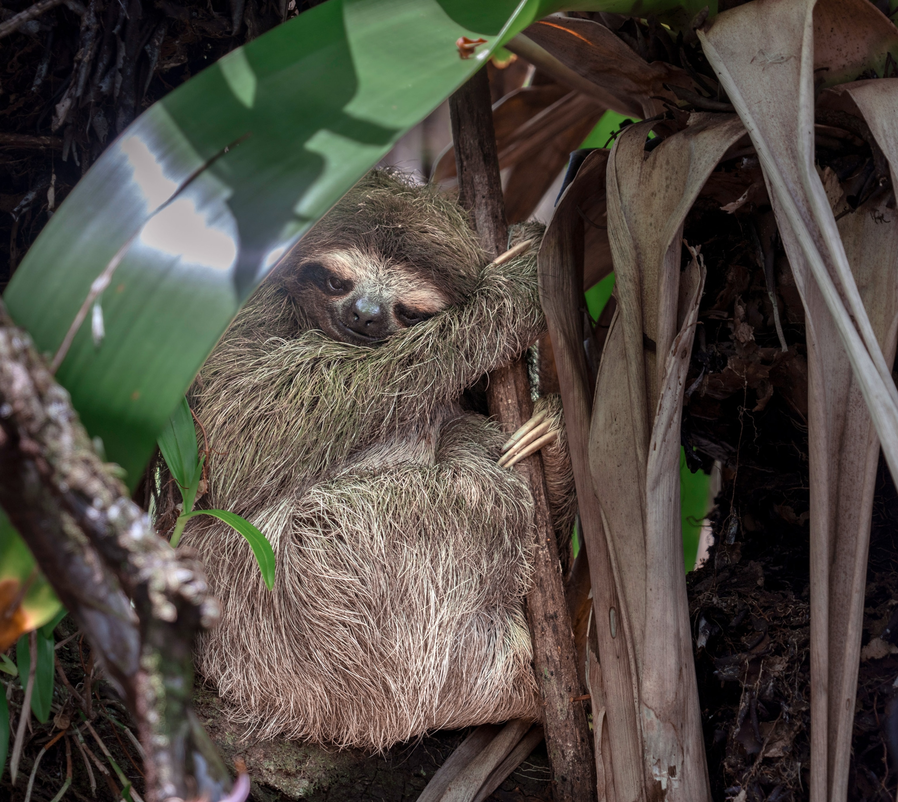 A sloth tightly clutches the tree.