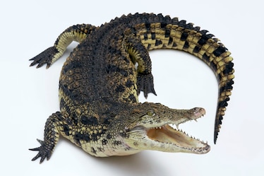 a nile crocodile
