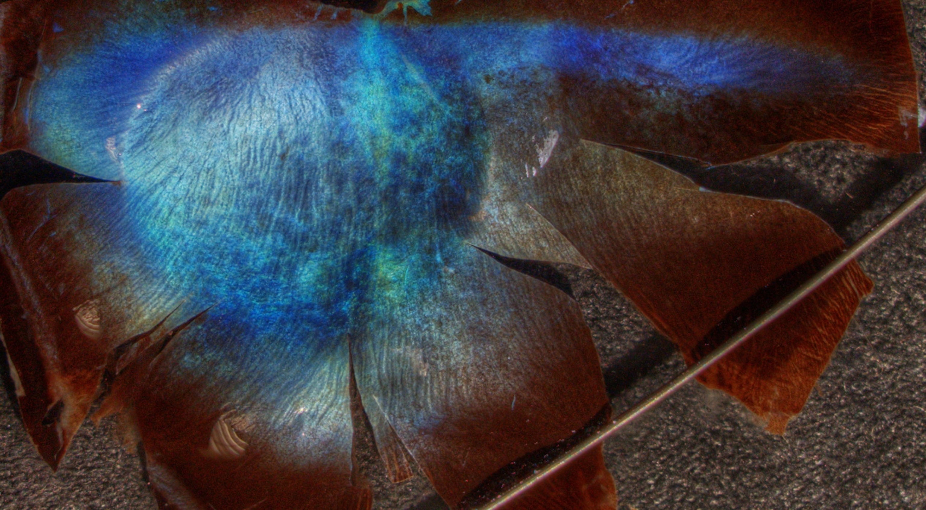 Illuminated and dissected reindeer tapeta.