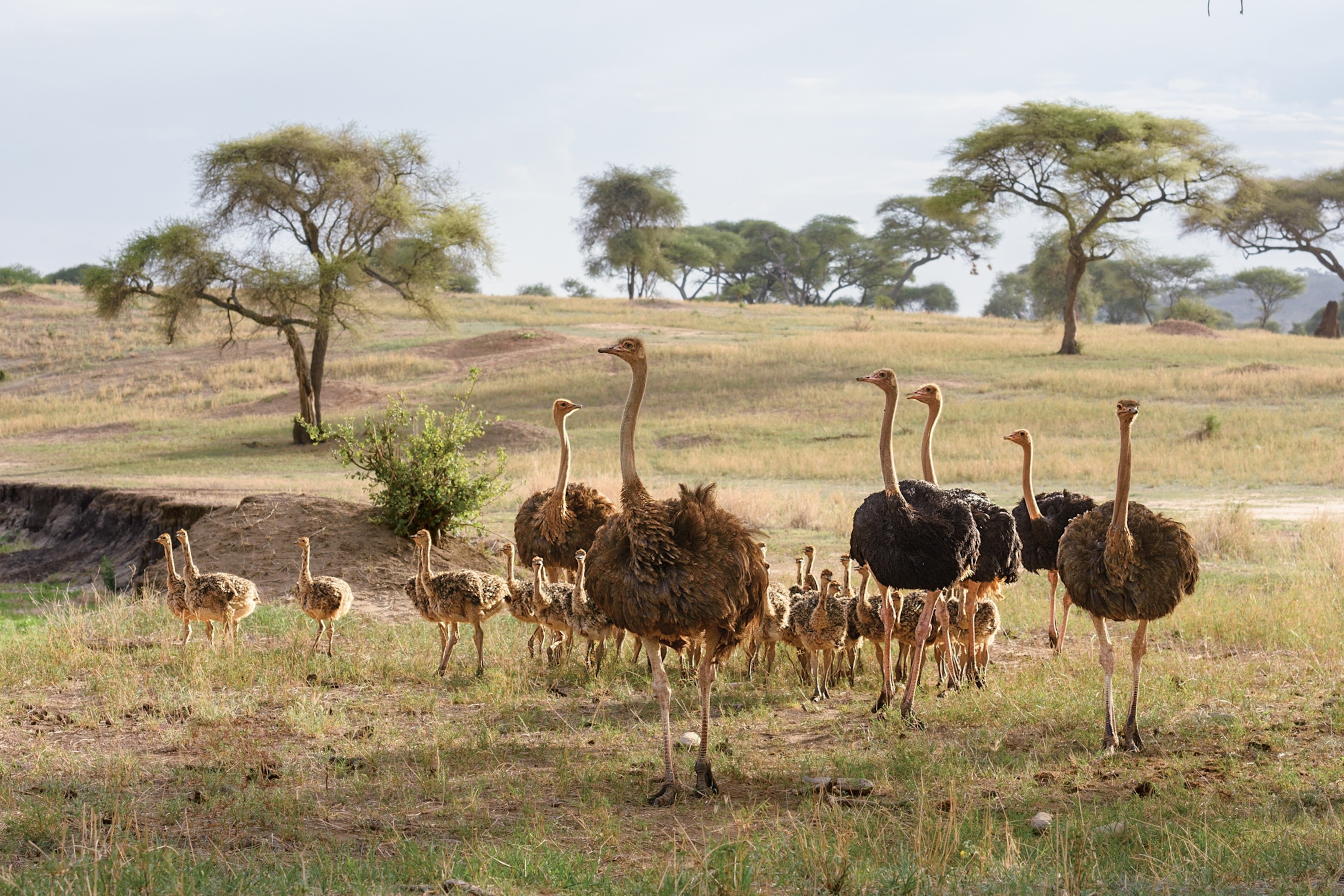six adults and many chicks.