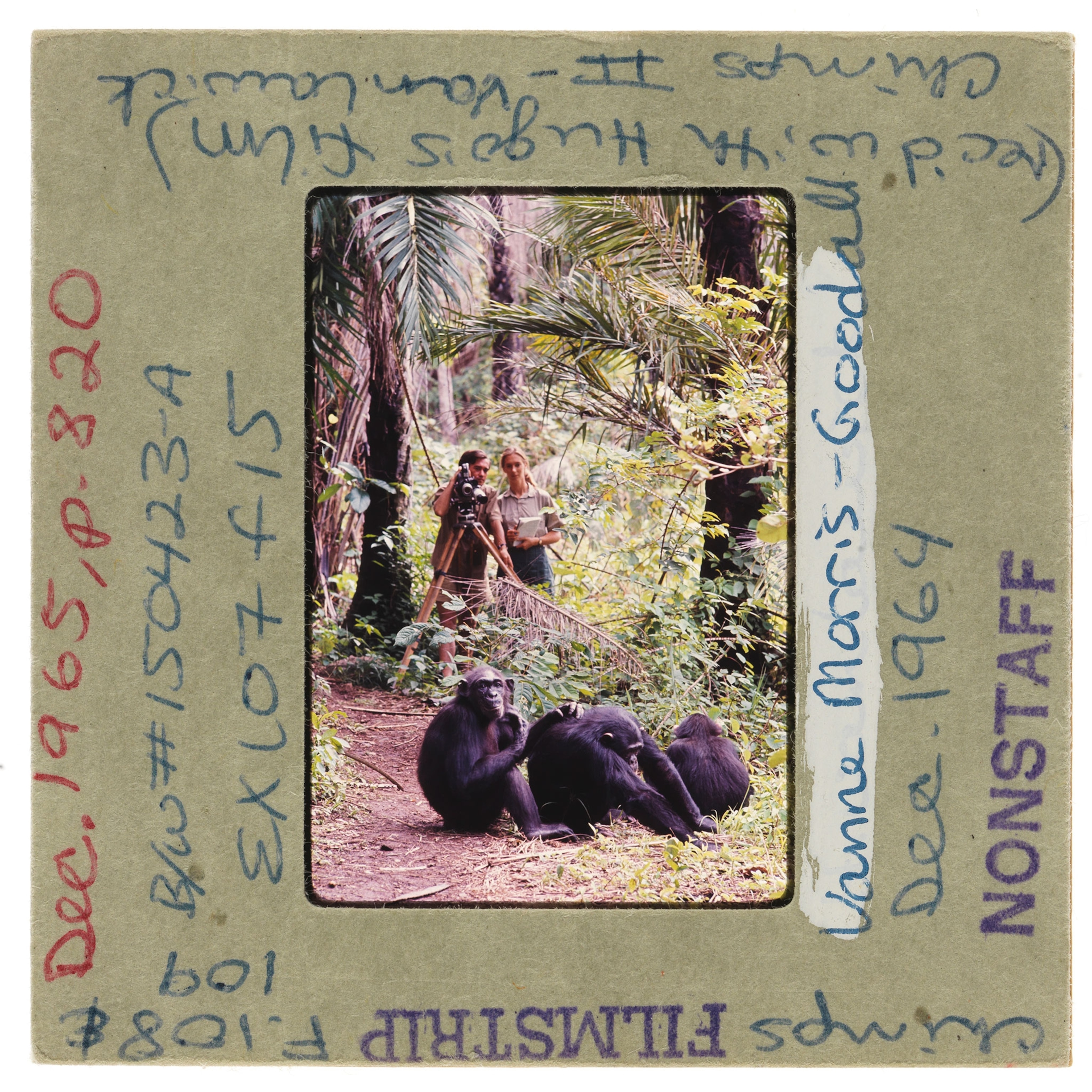 Jane Goodall among chimpanzees