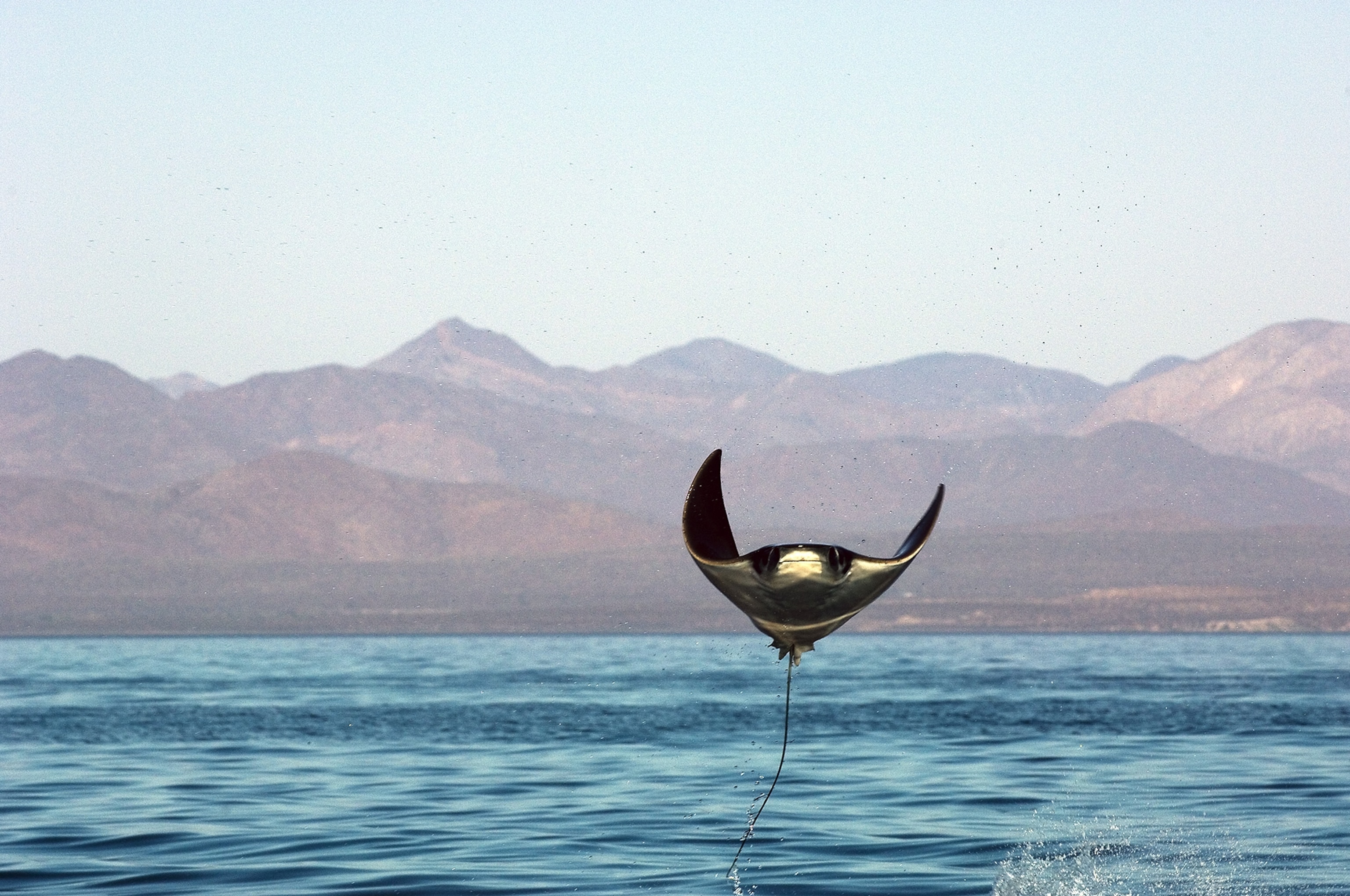 manta ray