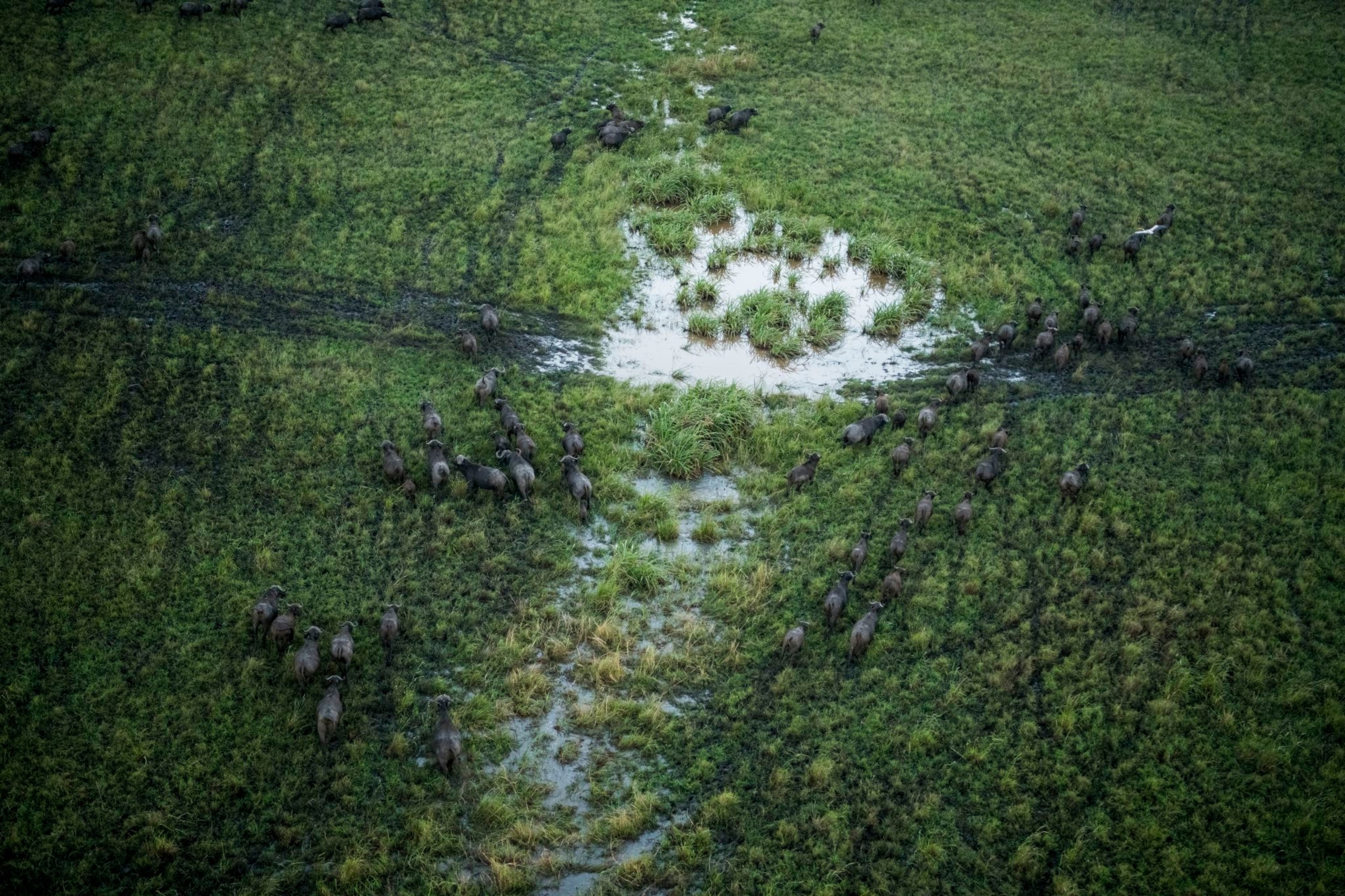 wildlife in Mozambique