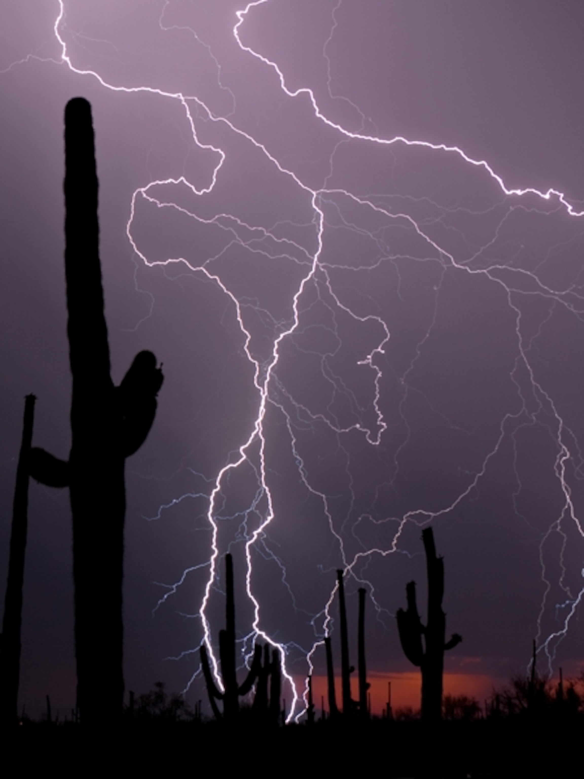 Lightning strikes the horizon behind saguaro cacti
