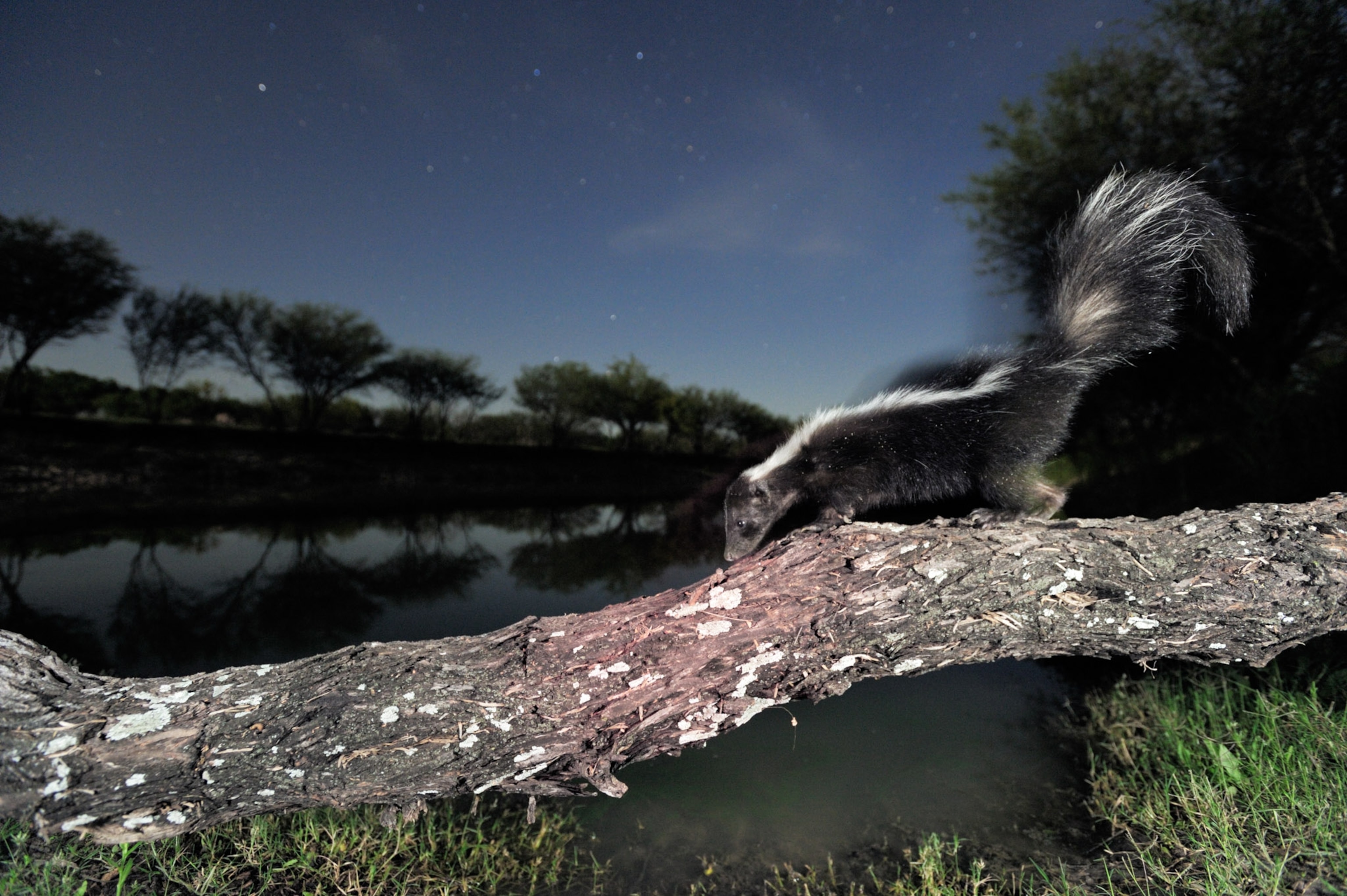 A skunk walks across a branch.