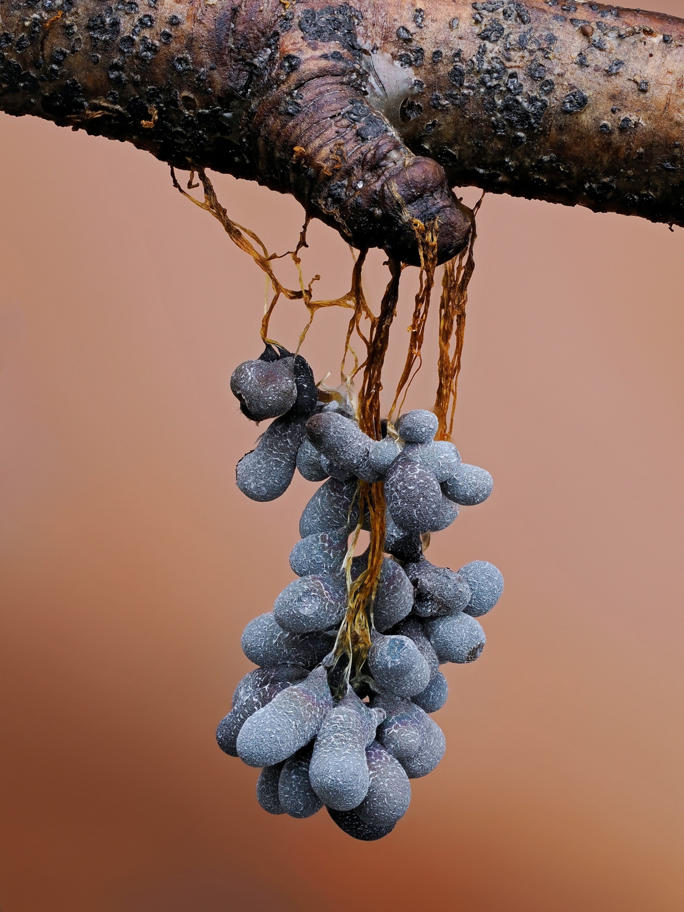 Picture of growth looking like black grapes.