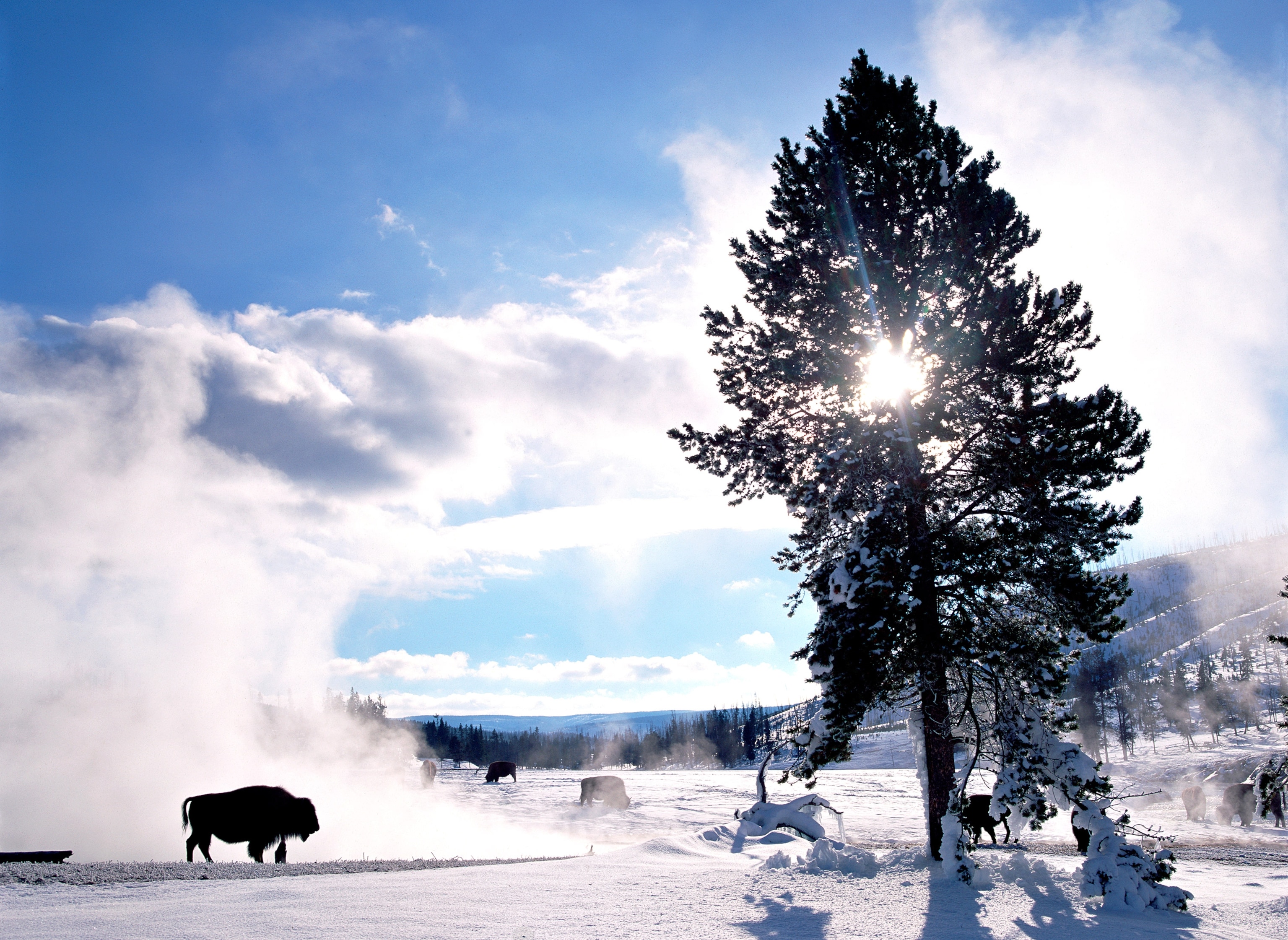 bison near a geyser in Yellowstone National Park, Wyoming
