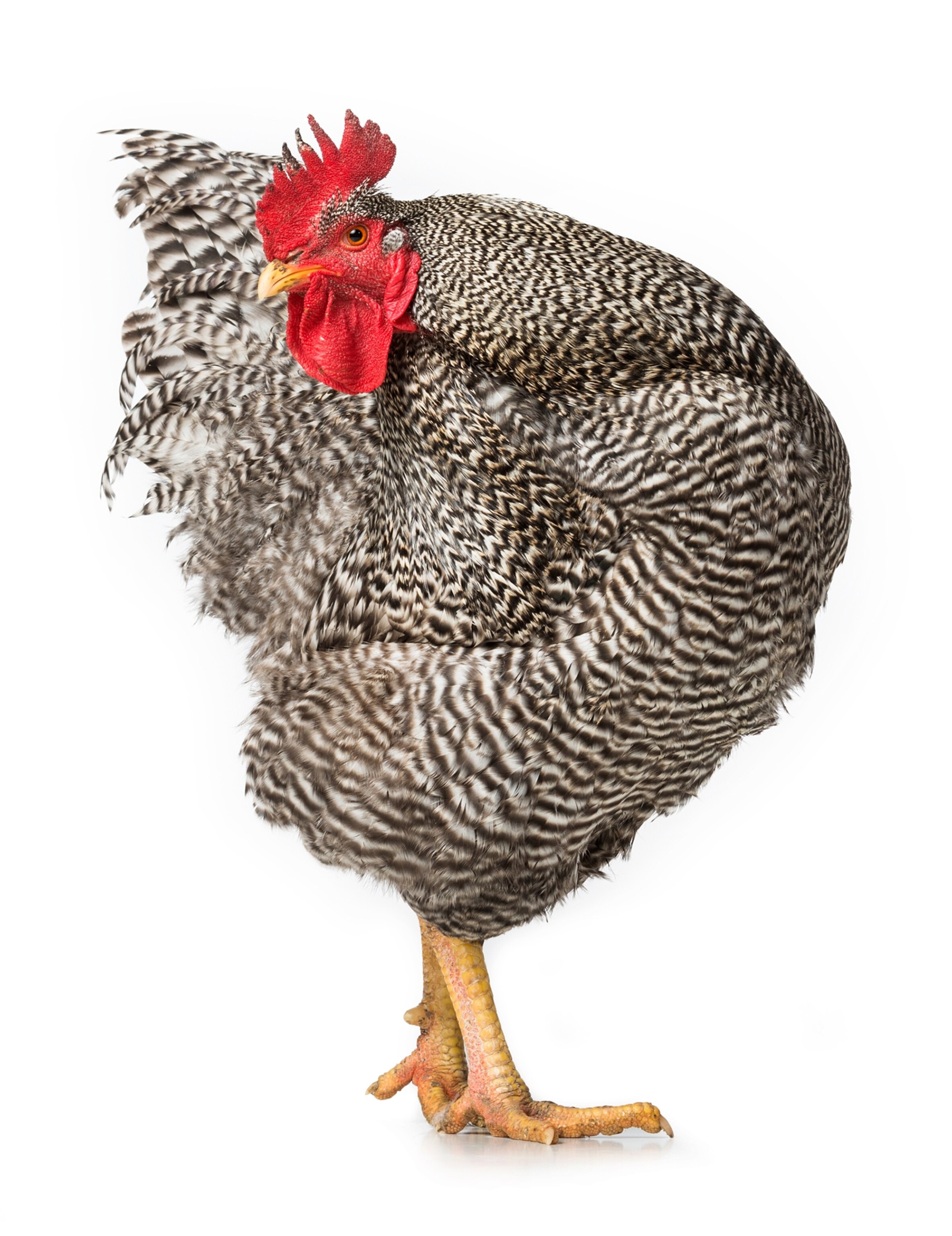 chicken