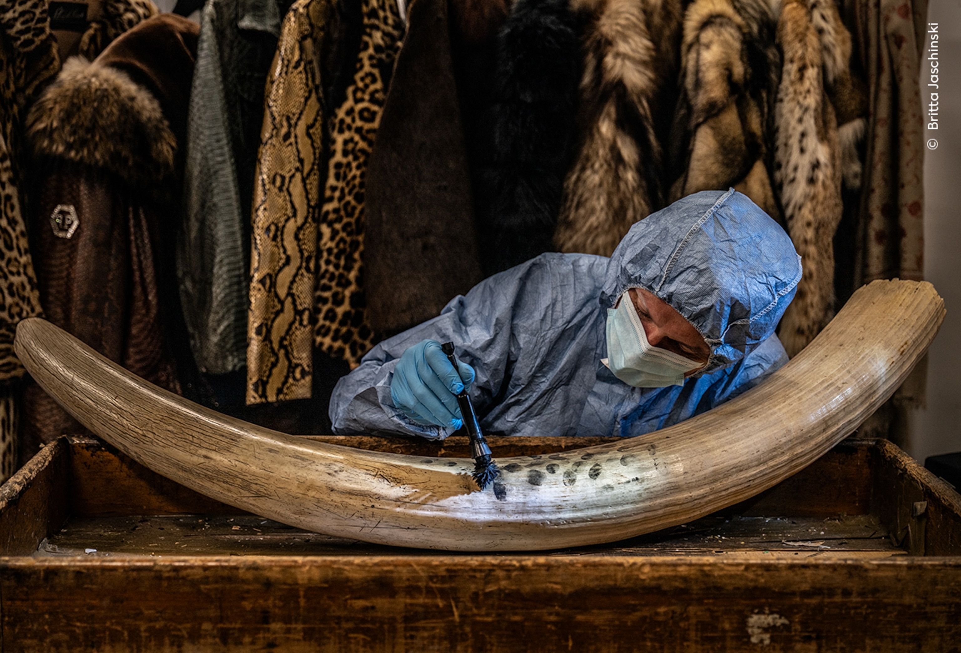 A person covered entirely with blue poretice cap, gloves and clothing dusts a tusk with a dark powder a light highlights where finger prints appear.