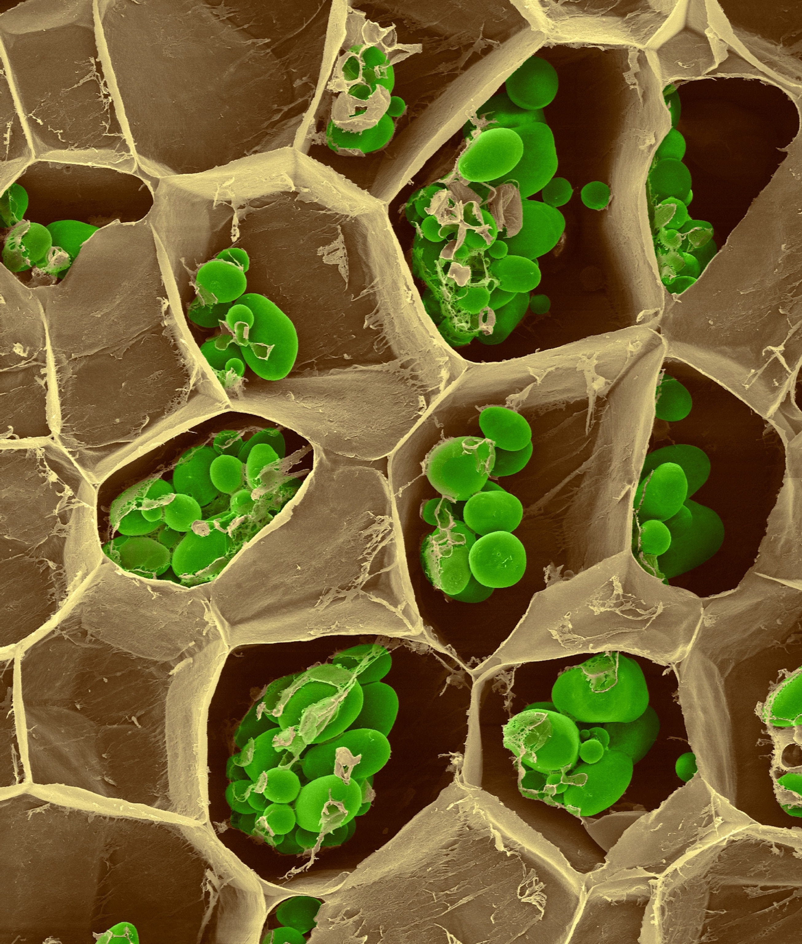 A colorized micrographic view of round grains of starch, colored green, within pentagonal cell walls of a potato.