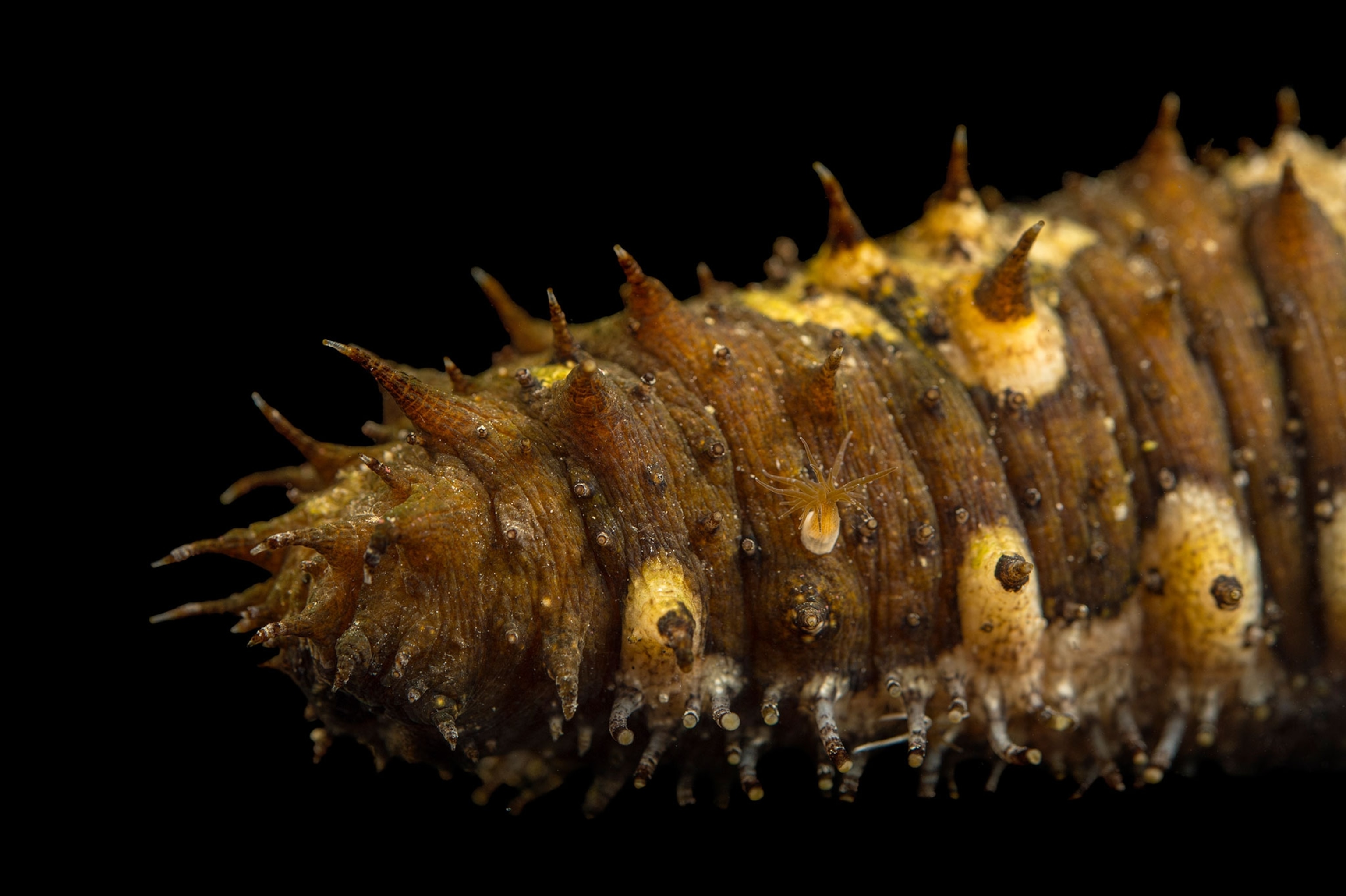 a sea cucumber (Holothuroidea) at the Loveland Living Planet Aquarium