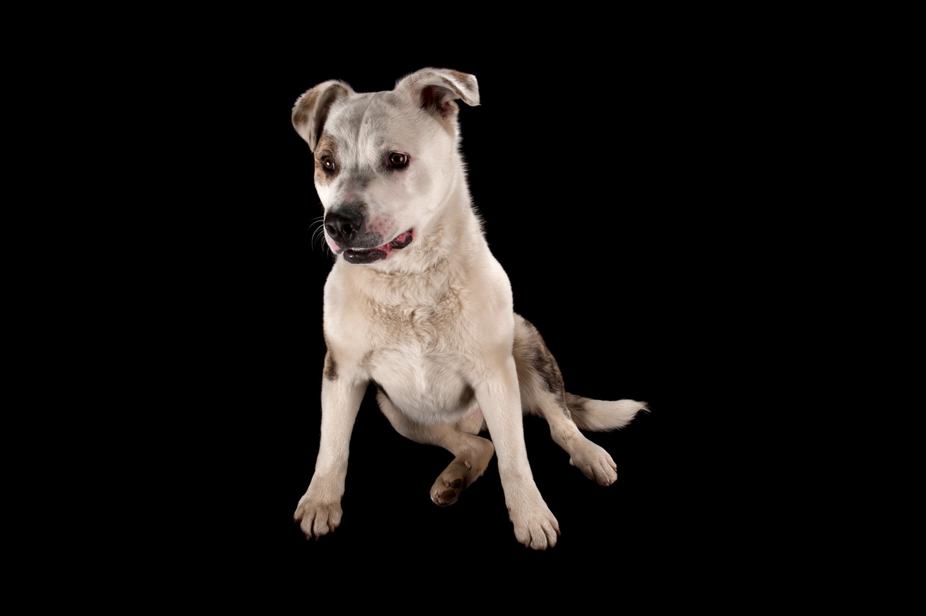 a dog who is an akita and pitbull mix