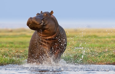Hippo splashing water as it walks.