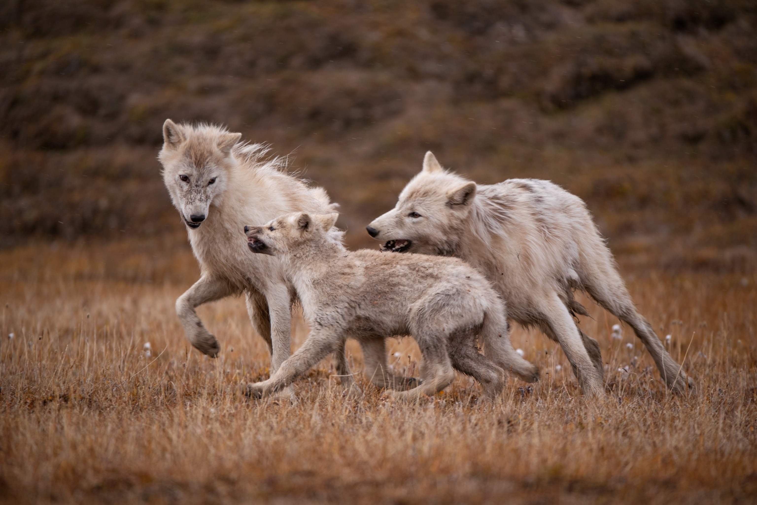 a family of wolves playing together in a field