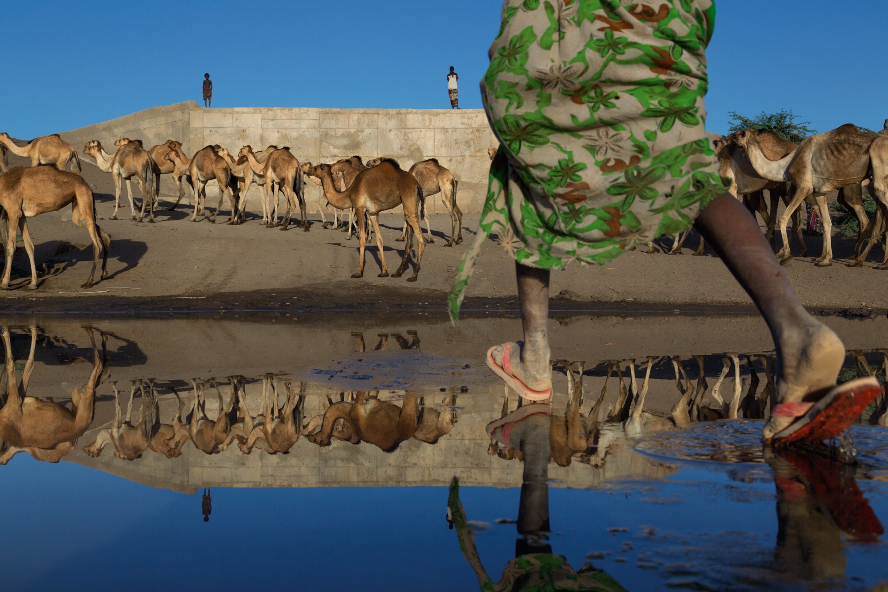 camels and their herders near water in Ehtiopia