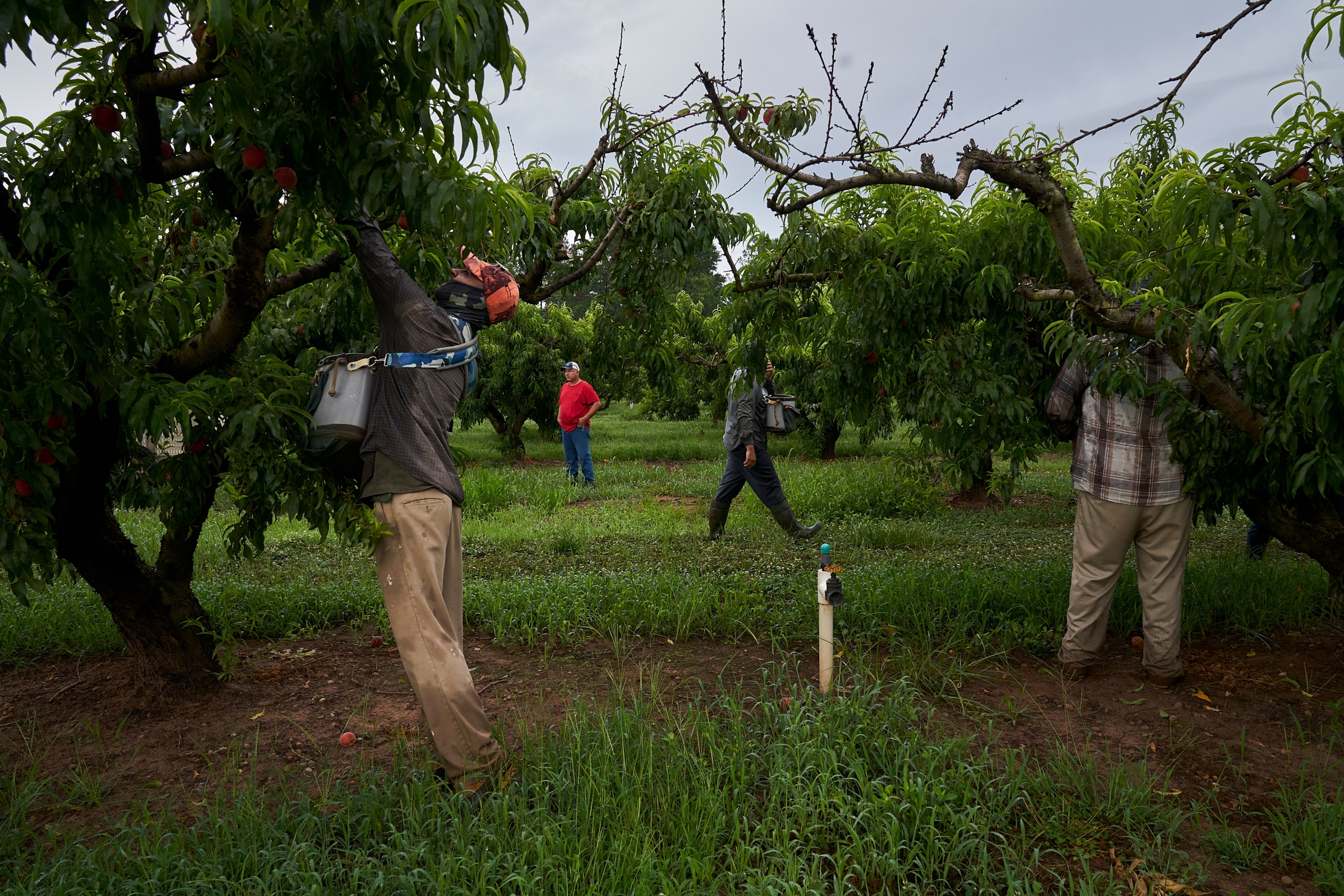 migrant workers picking peaches at dawn