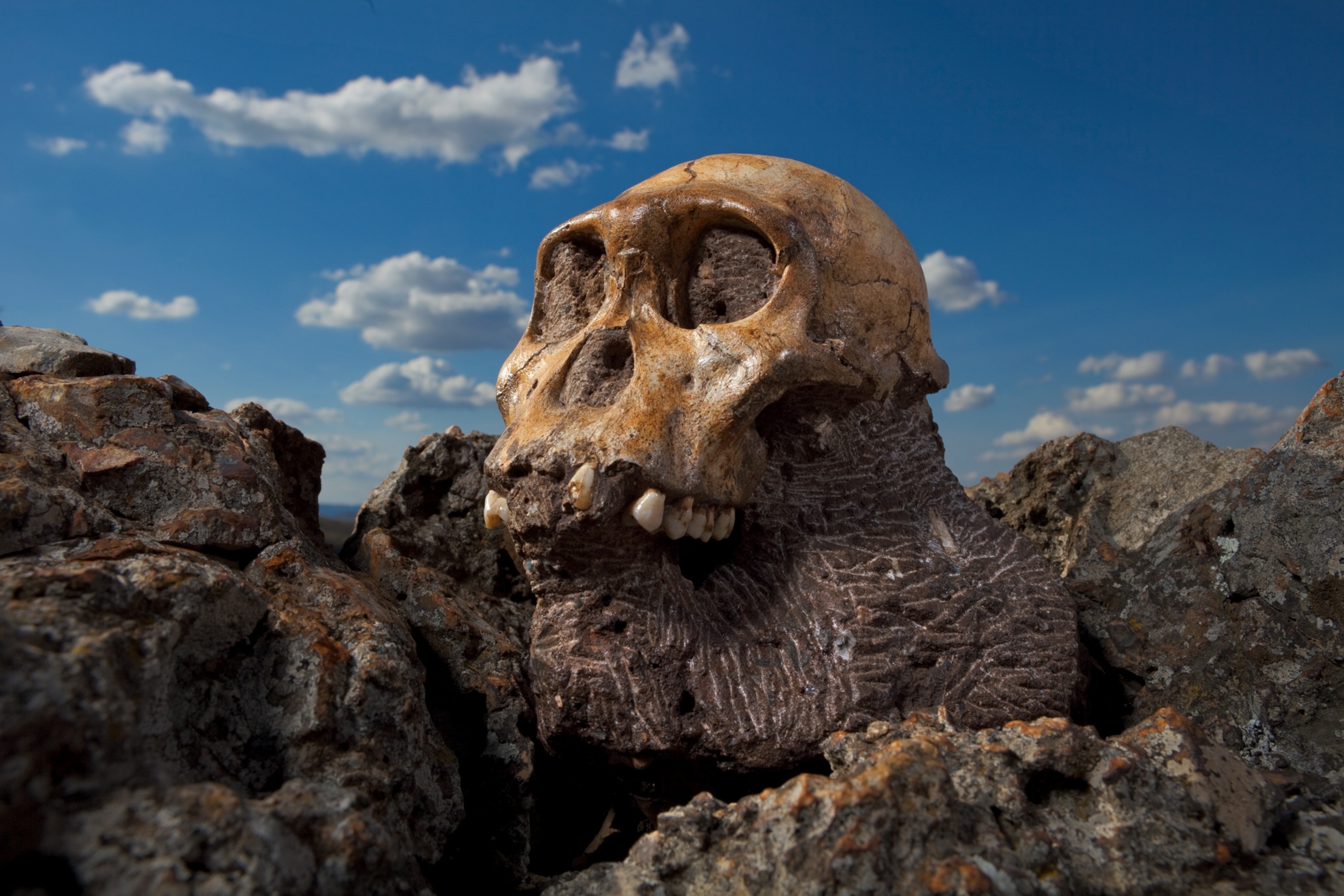 the skull of a young male Australopithecus sediba resting on rocks