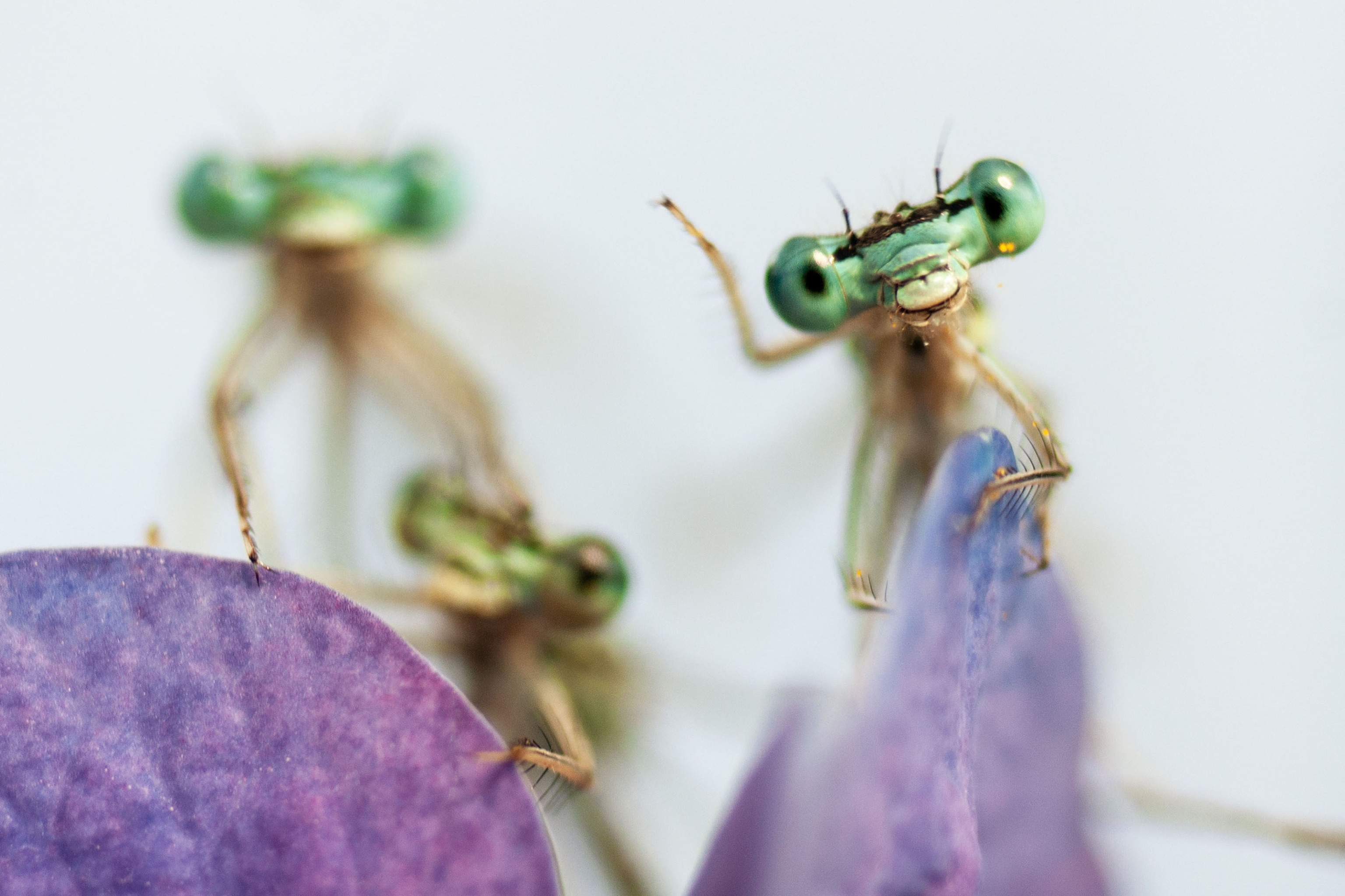 three insects on purple petals.