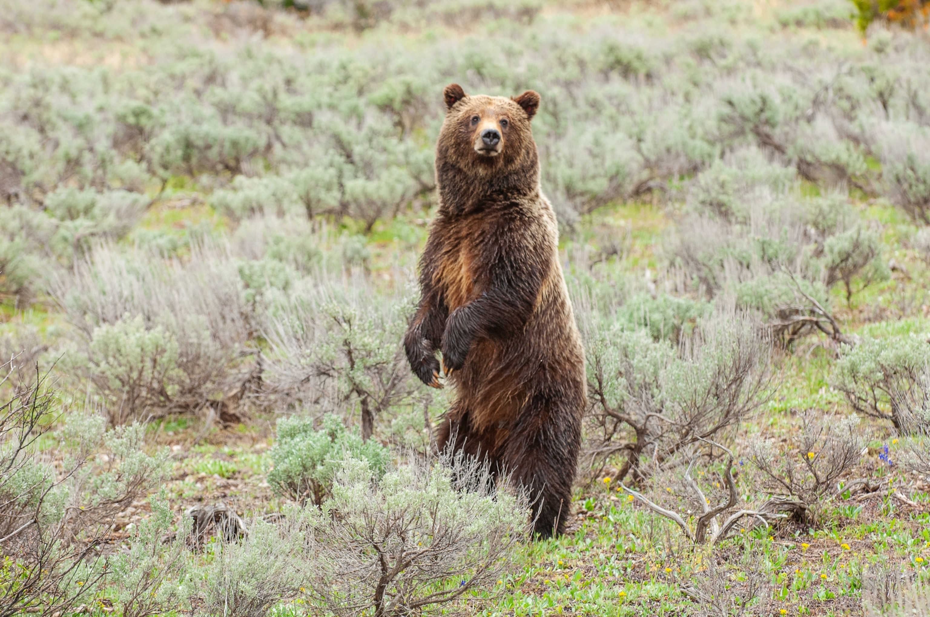 Grand Teton National Park superintendent Chip Jenkins said 399 was "the most prominent ambassador for the species."