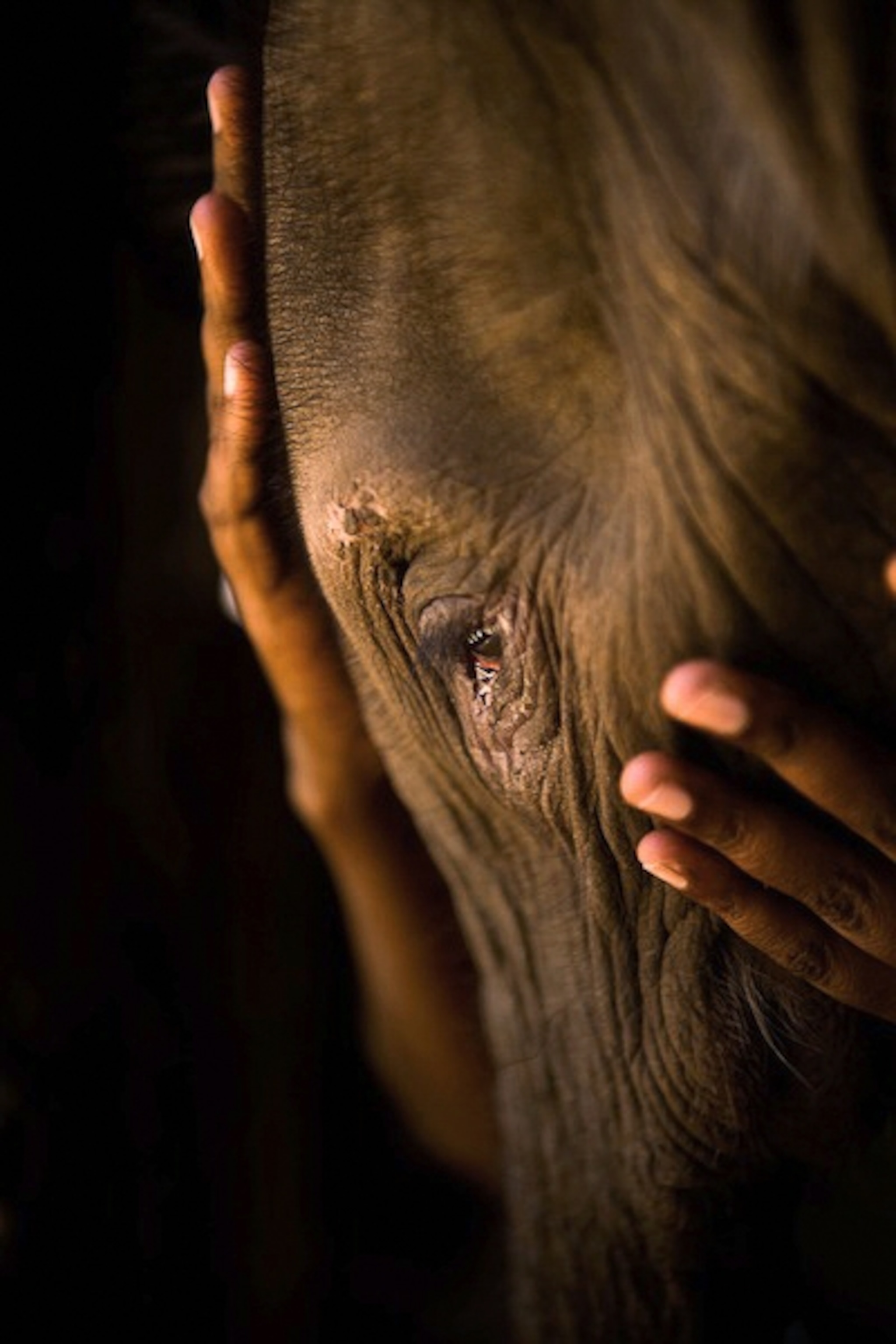 Closeup portrait with hands embracing the face of an elephant wiht a warm light highlighting it's eye.