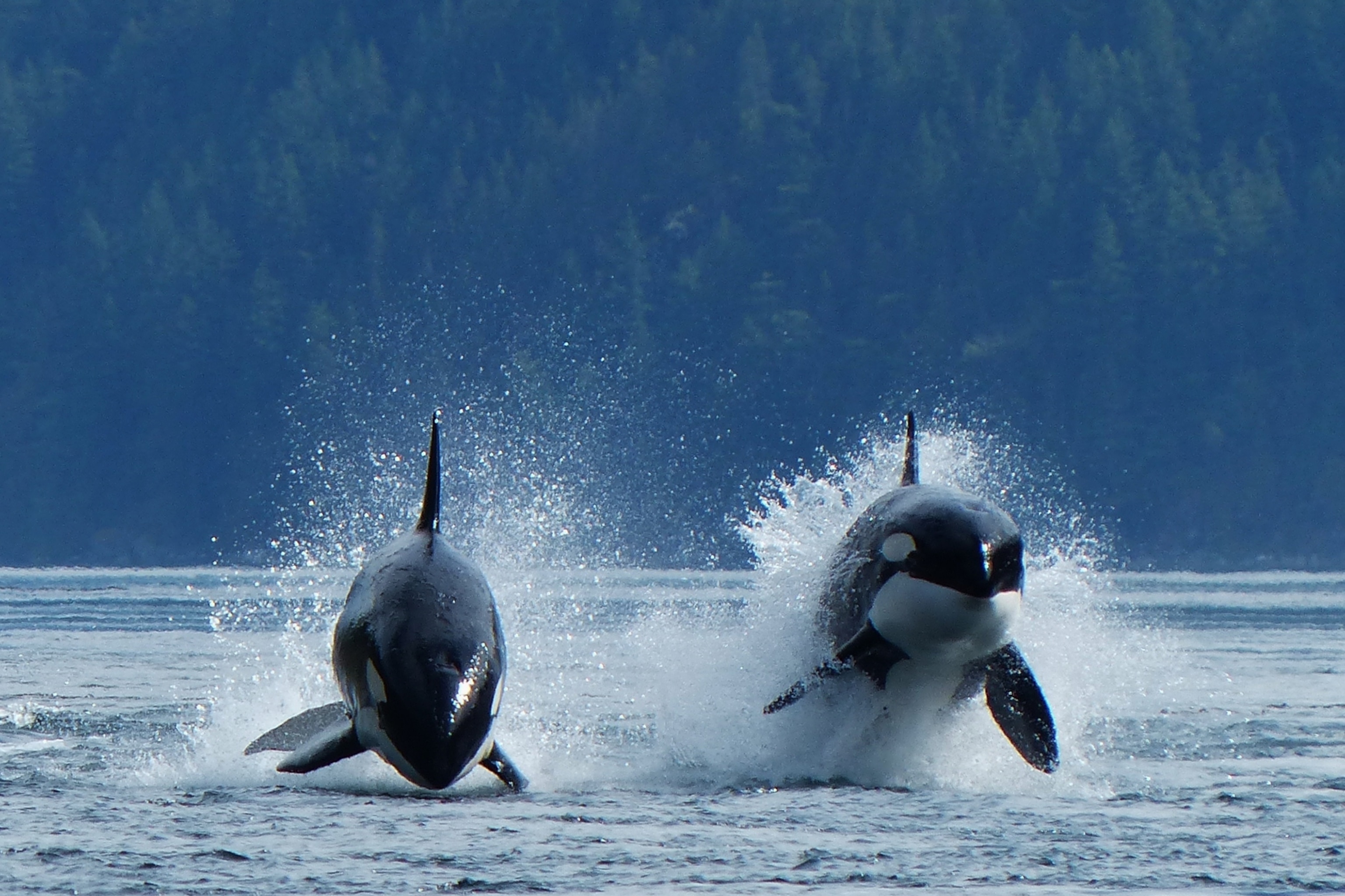 Campbell River, orcas, British Columbia