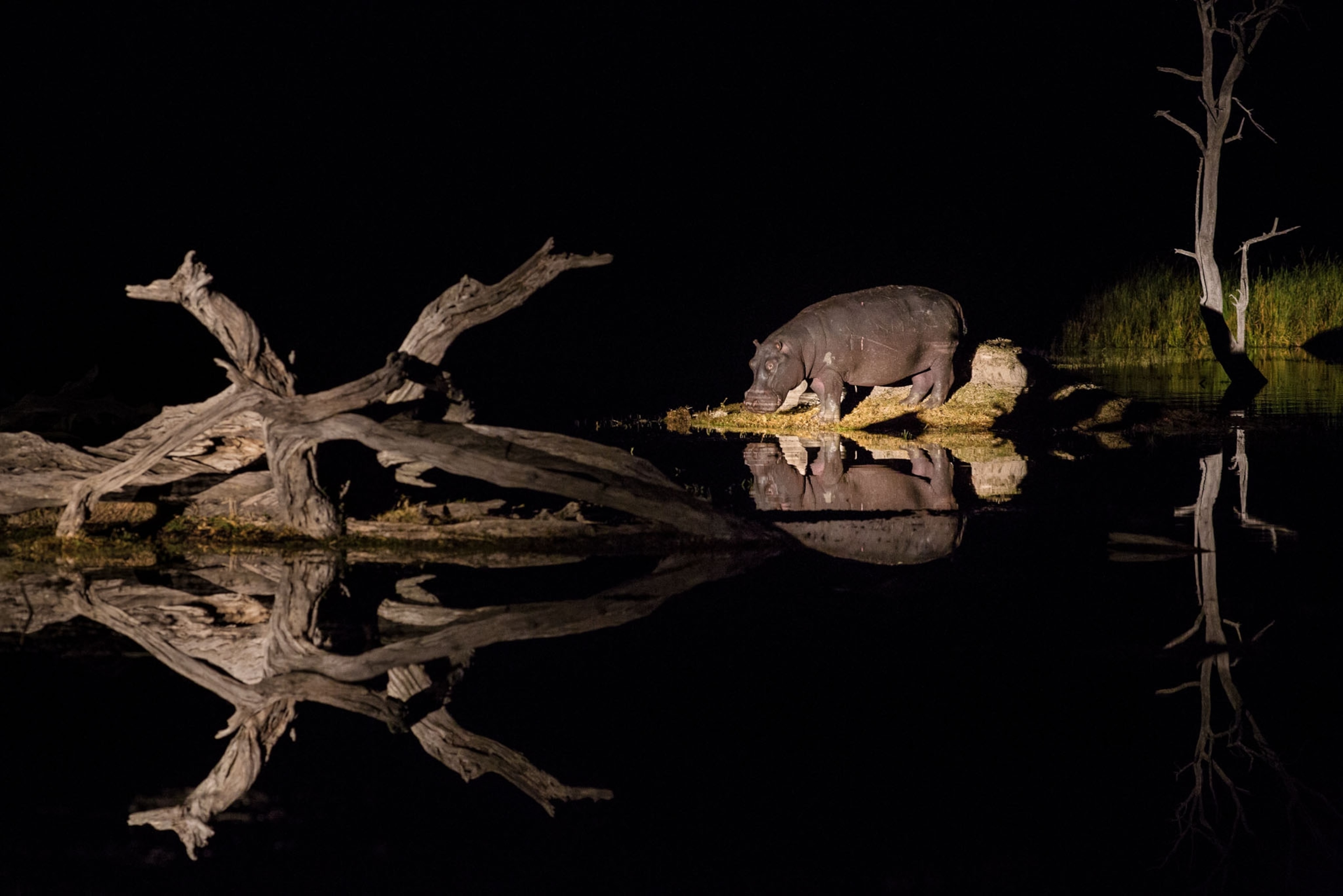 hippo grazing at night along Okavango River.